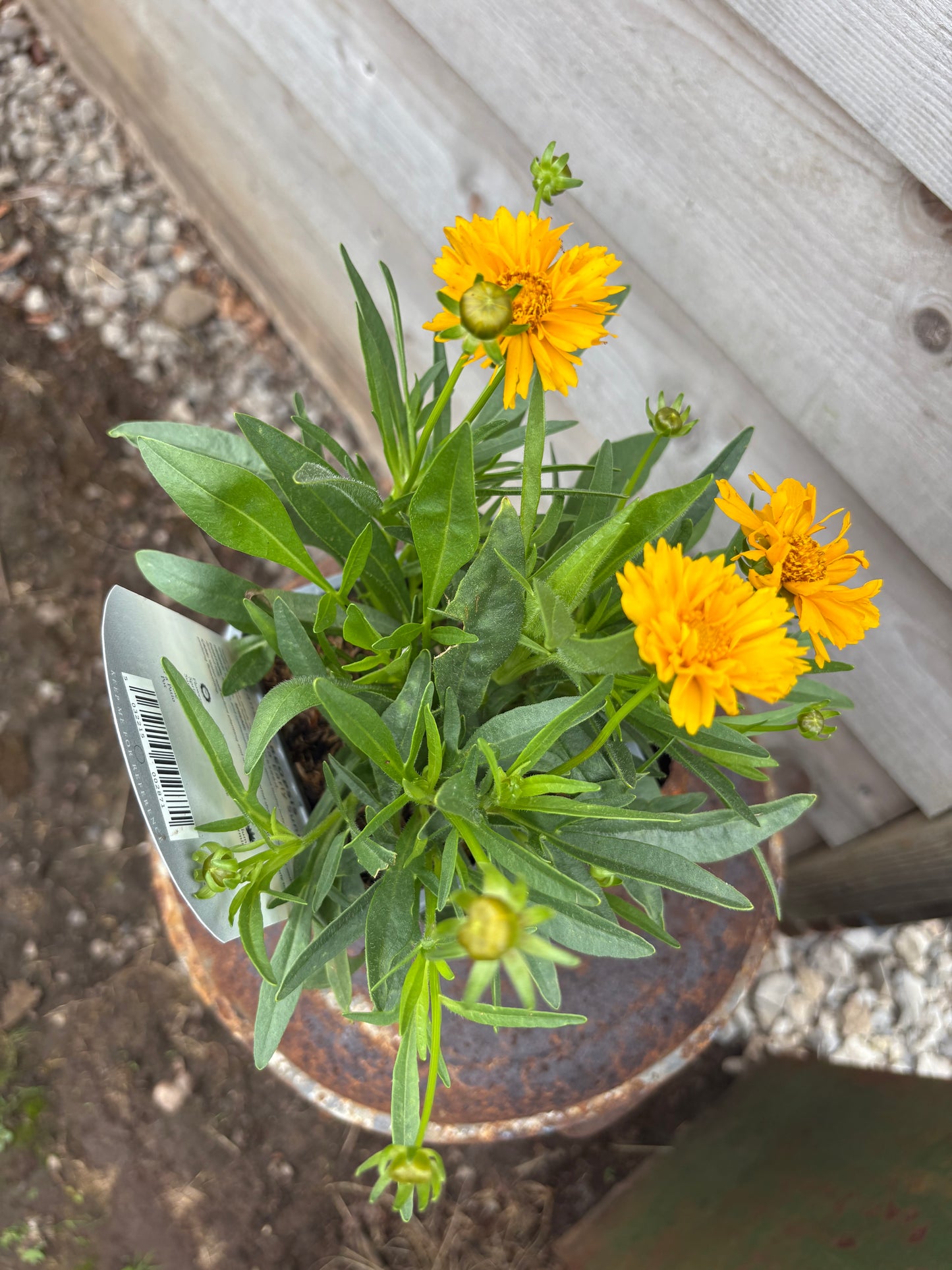 Coreopsis Early Sunrise