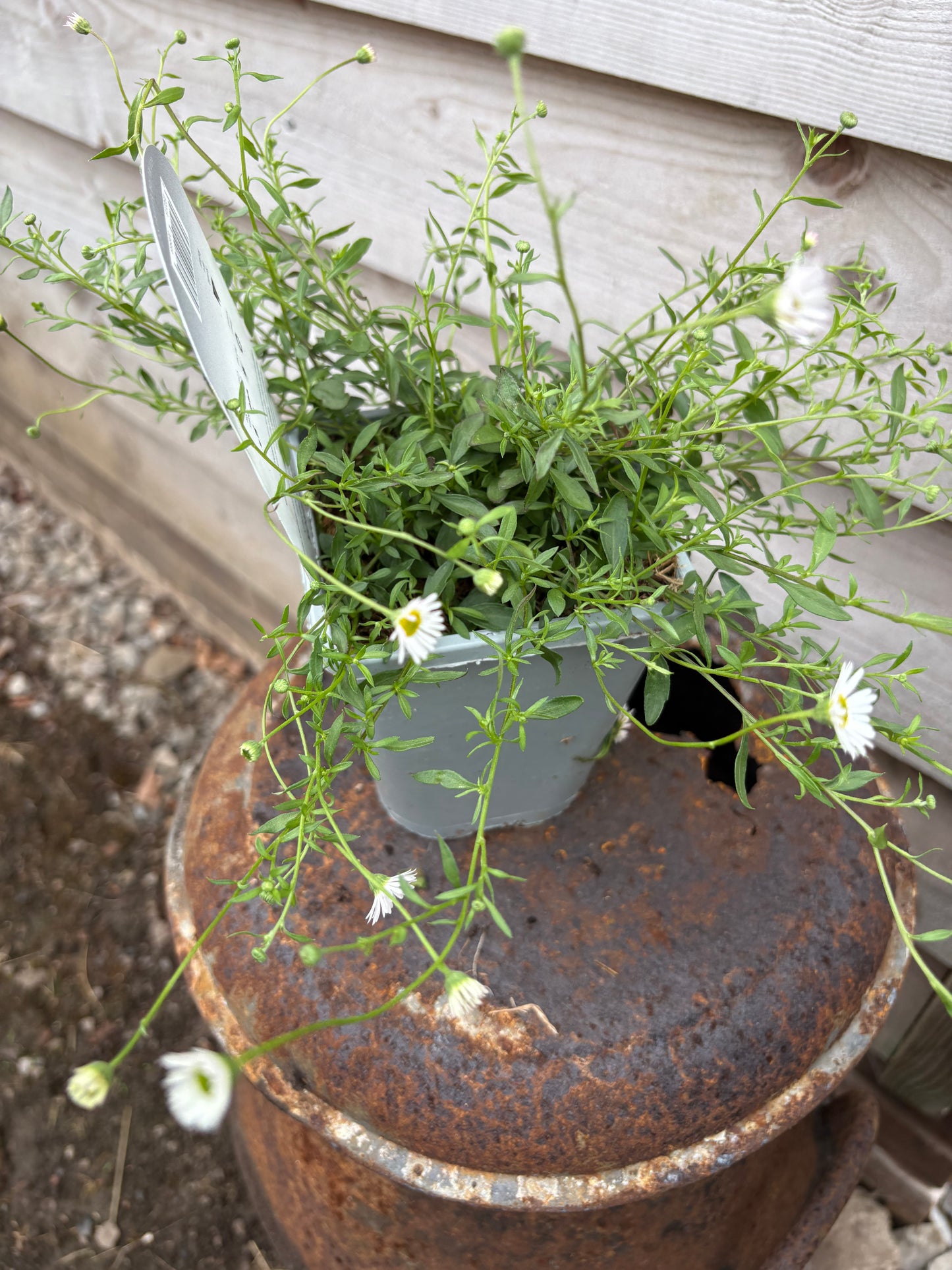 Erigeron Karvinskianus (Mexican Fleabane)