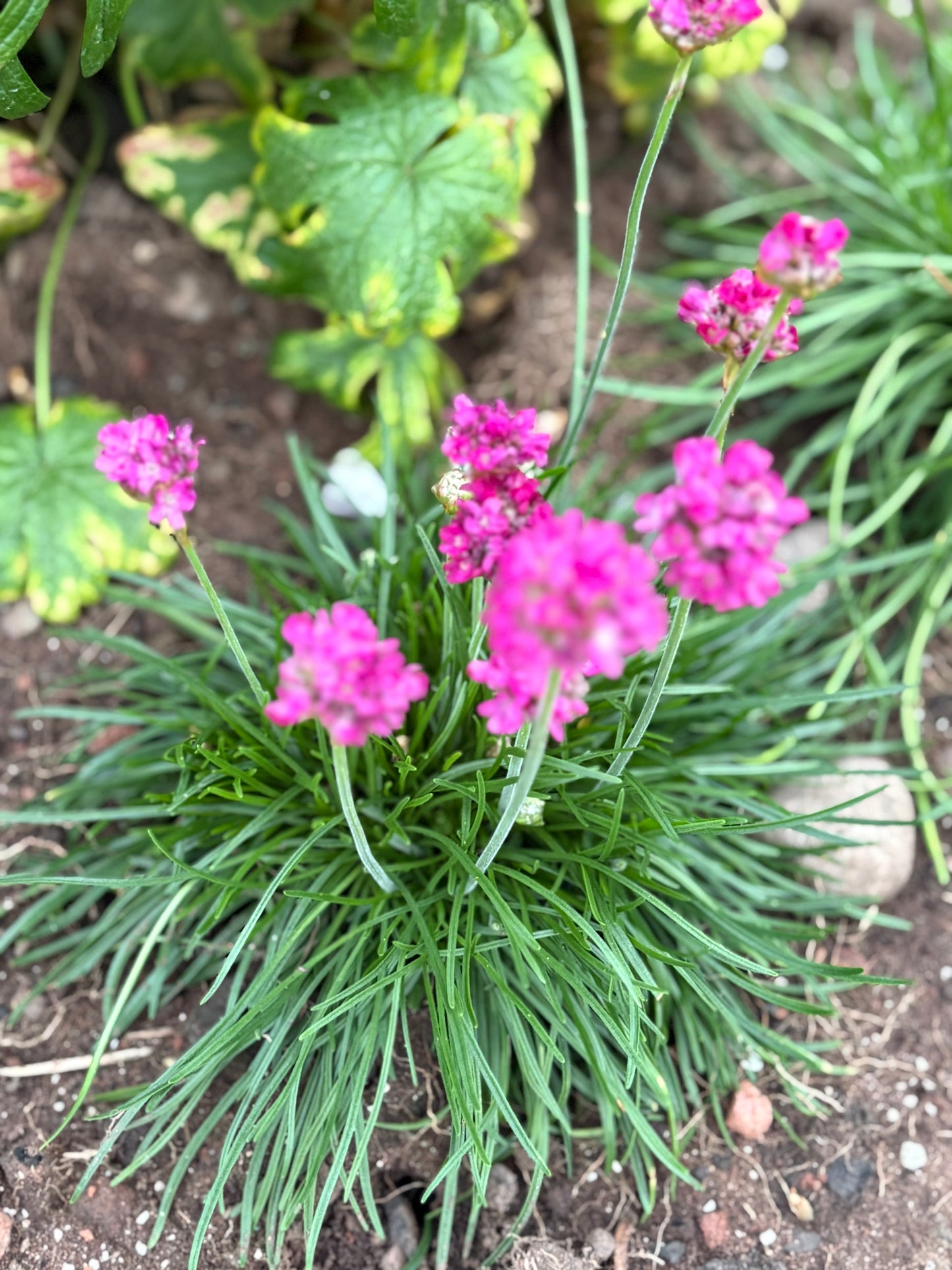 Armeria pink perennial, evergreen green leaves with pink Pom Pom flowers