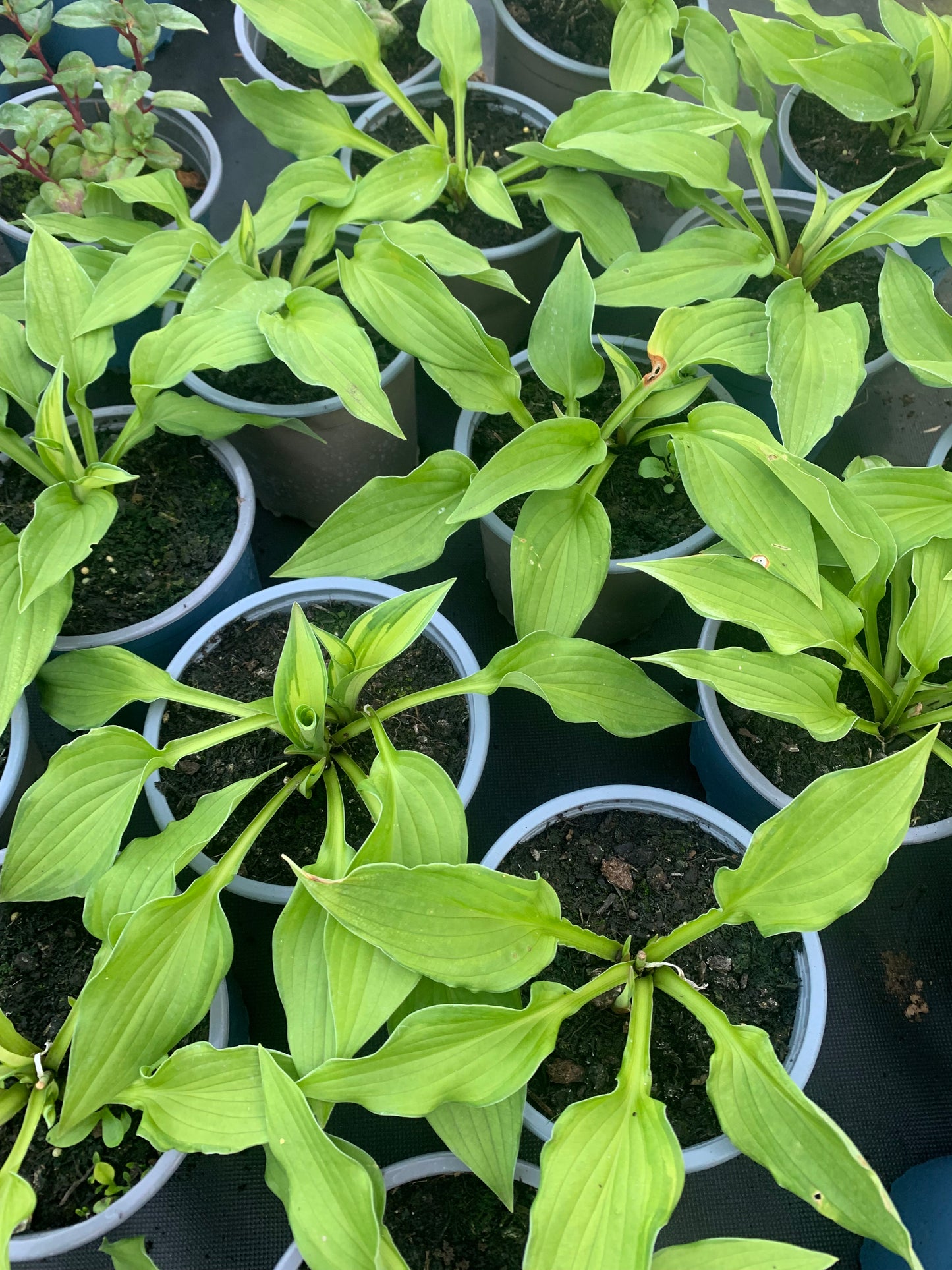 Variegated hosta - perennial plant with purple flowers