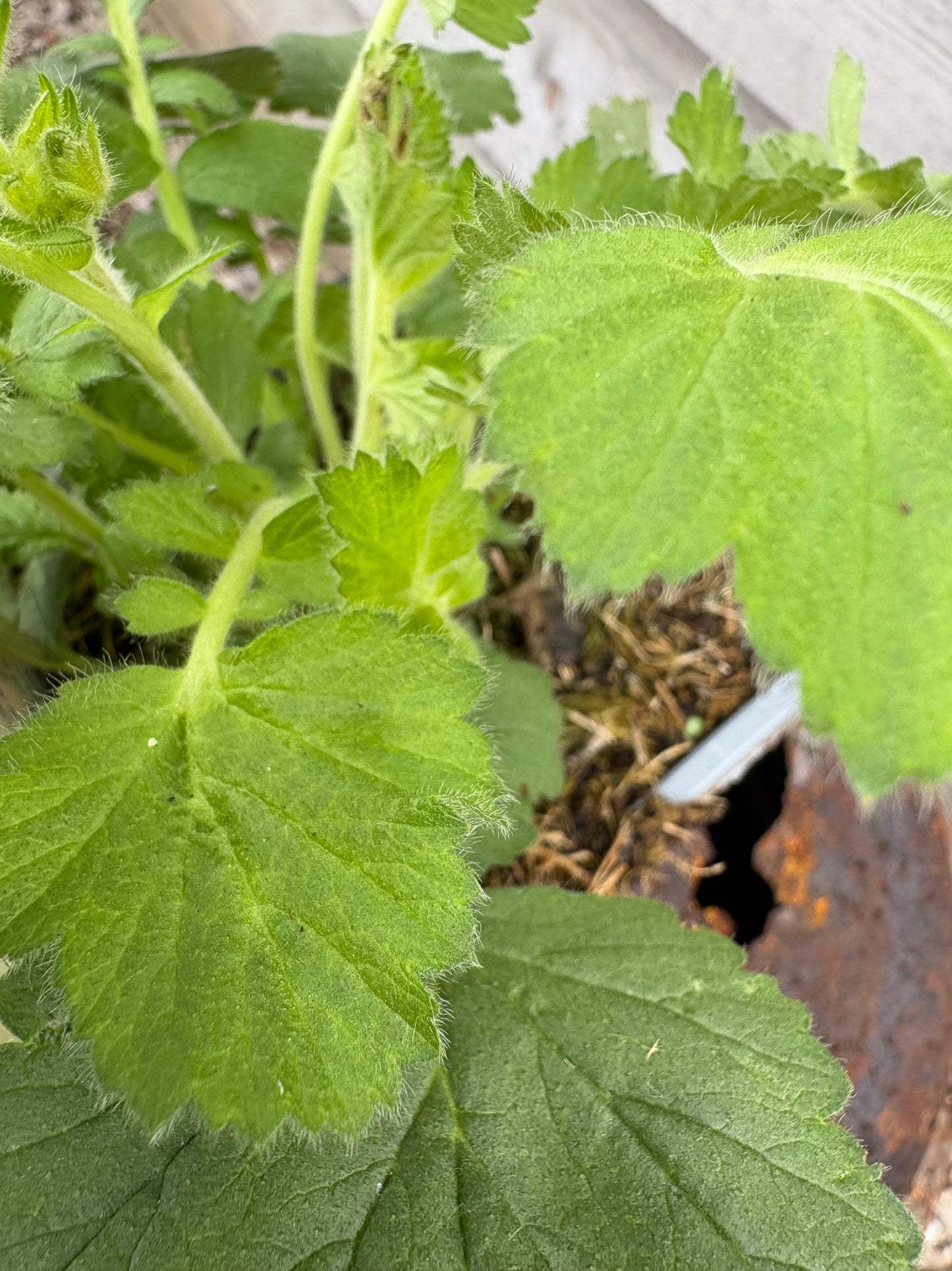 Geum blazing sunset perennial plant, green leaves with red flowers