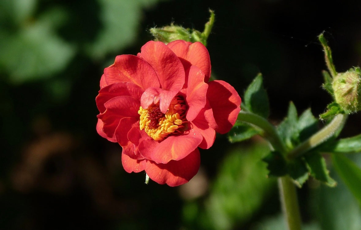 Geum blazing sunset perennial plant, green leaves with red flowers
