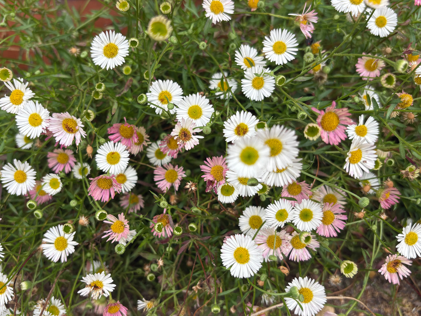 Erigeron Karvinskianus (Mexican Fleabane)