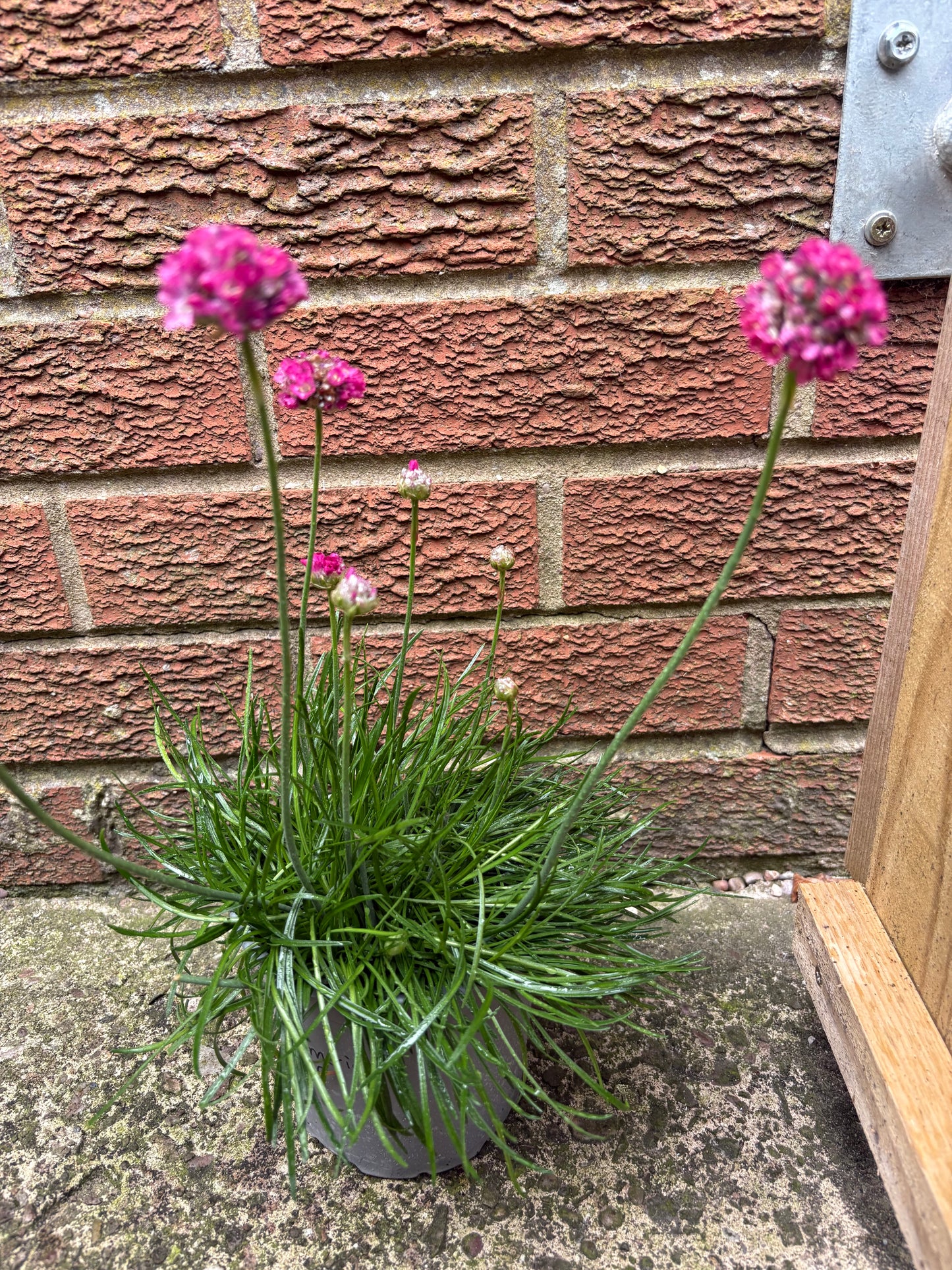 Armeria pink perennial, evergreen green leaves with pink Pom Pom flowers