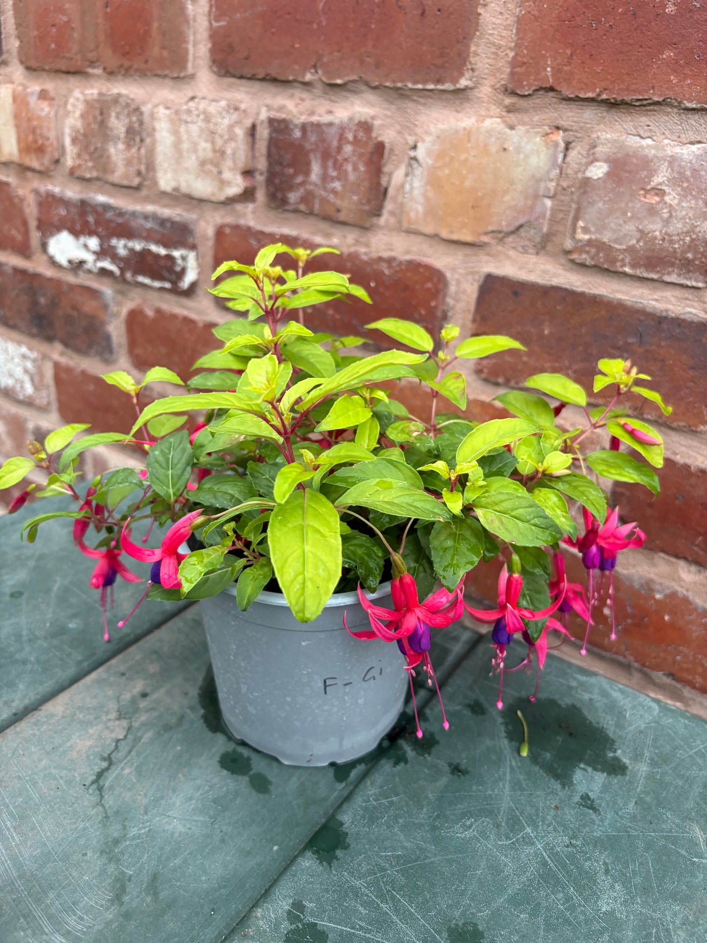 Fuchsia Genii perennial plant, light green leaves with purple and pink flowers