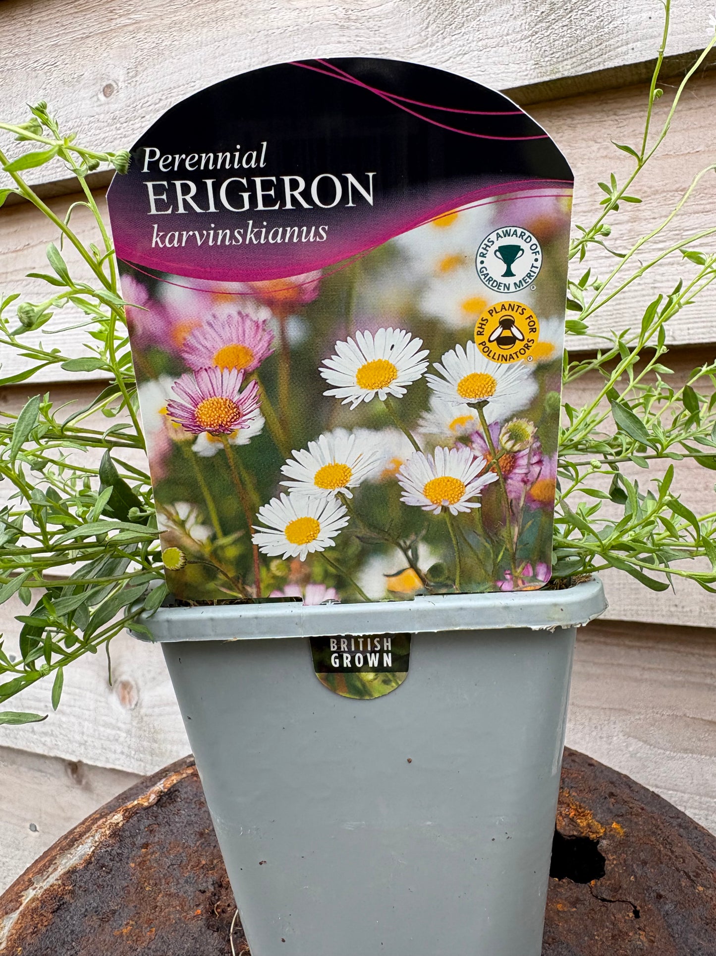 Erigeron Karvinskianus (Mexican Fleabane)