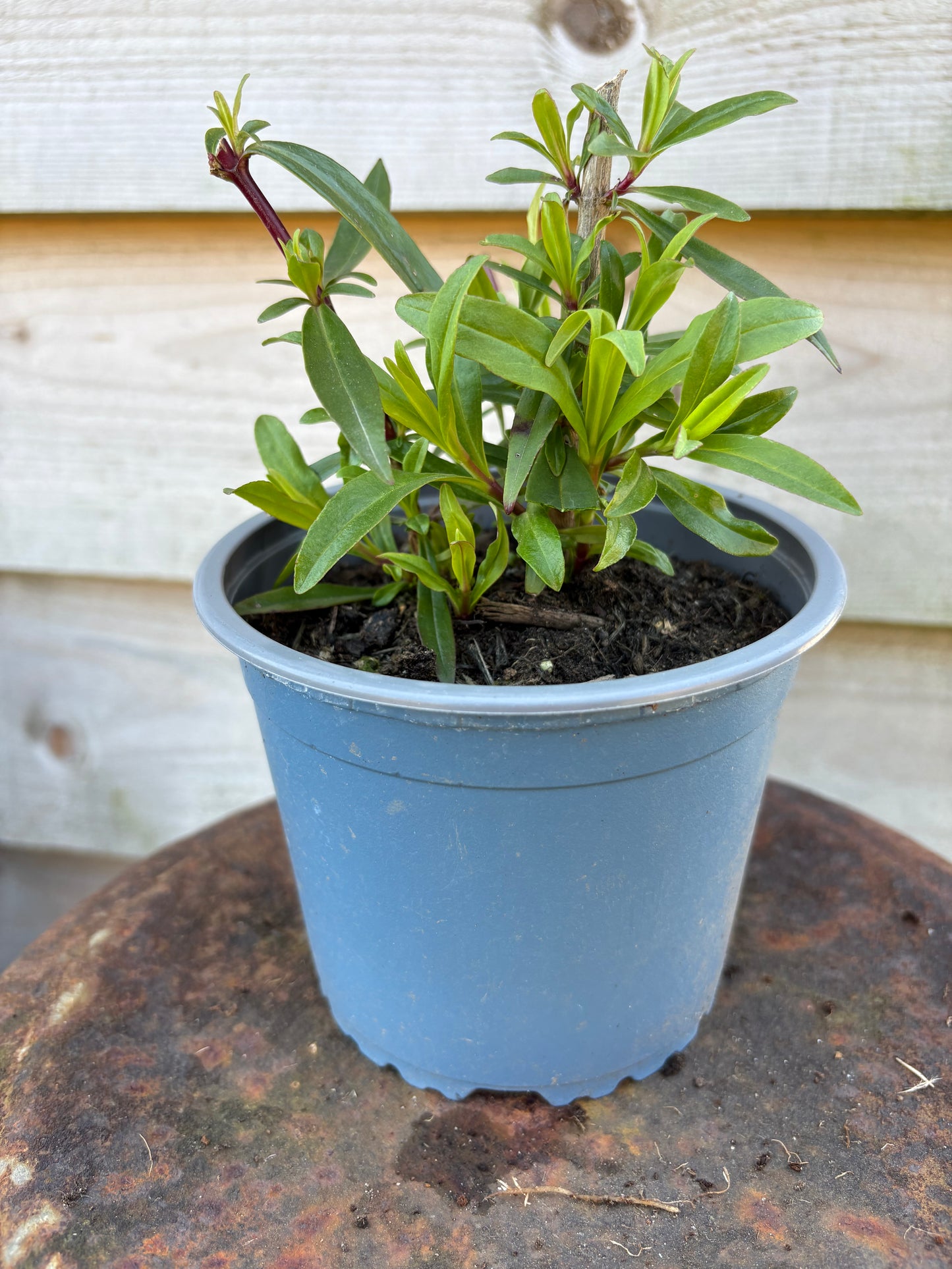 Penstemon plum jerkum hardy perennial plant/ flower