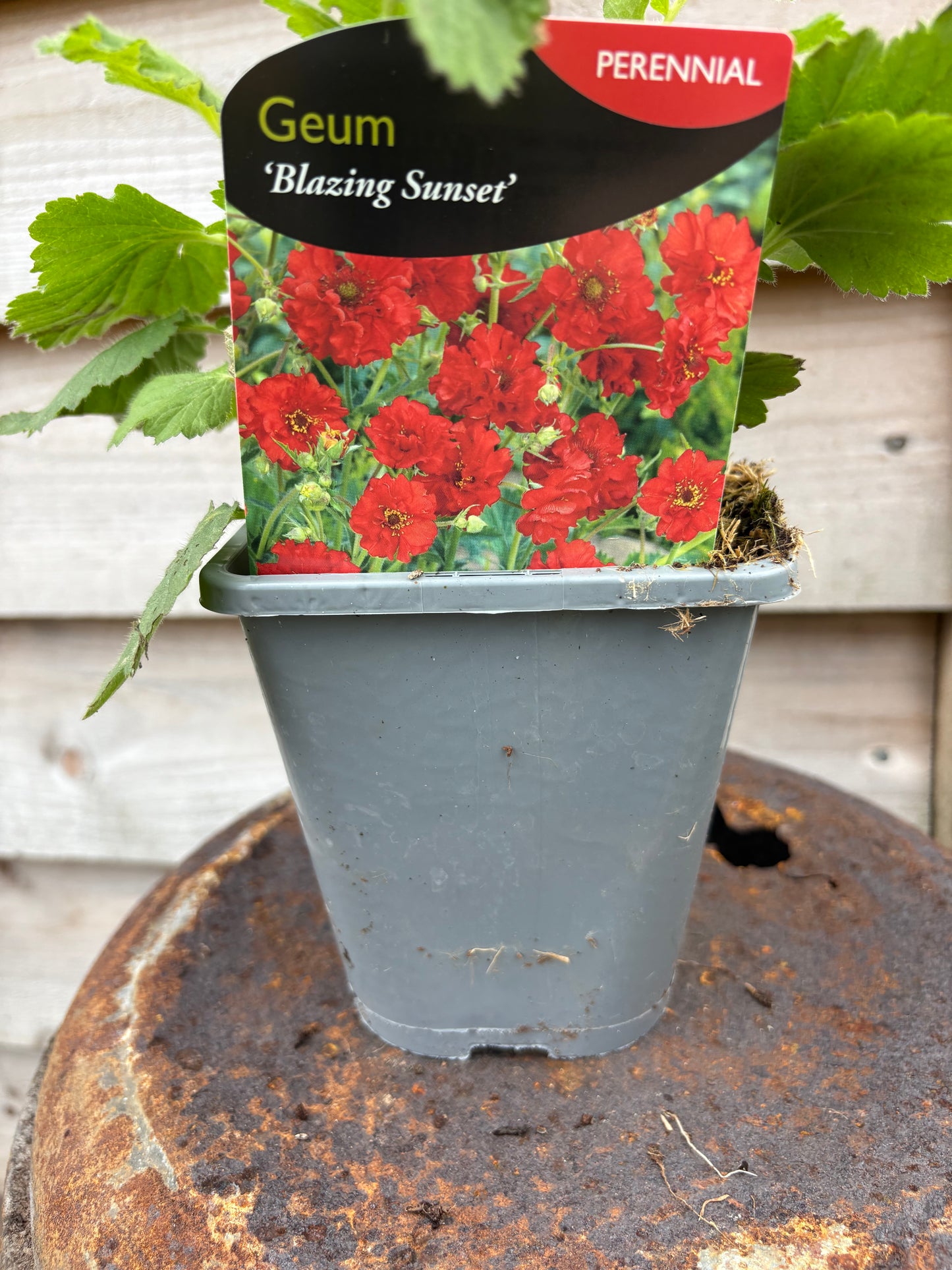 Geum blazing sunset perennial plant, green leaves with red flowers