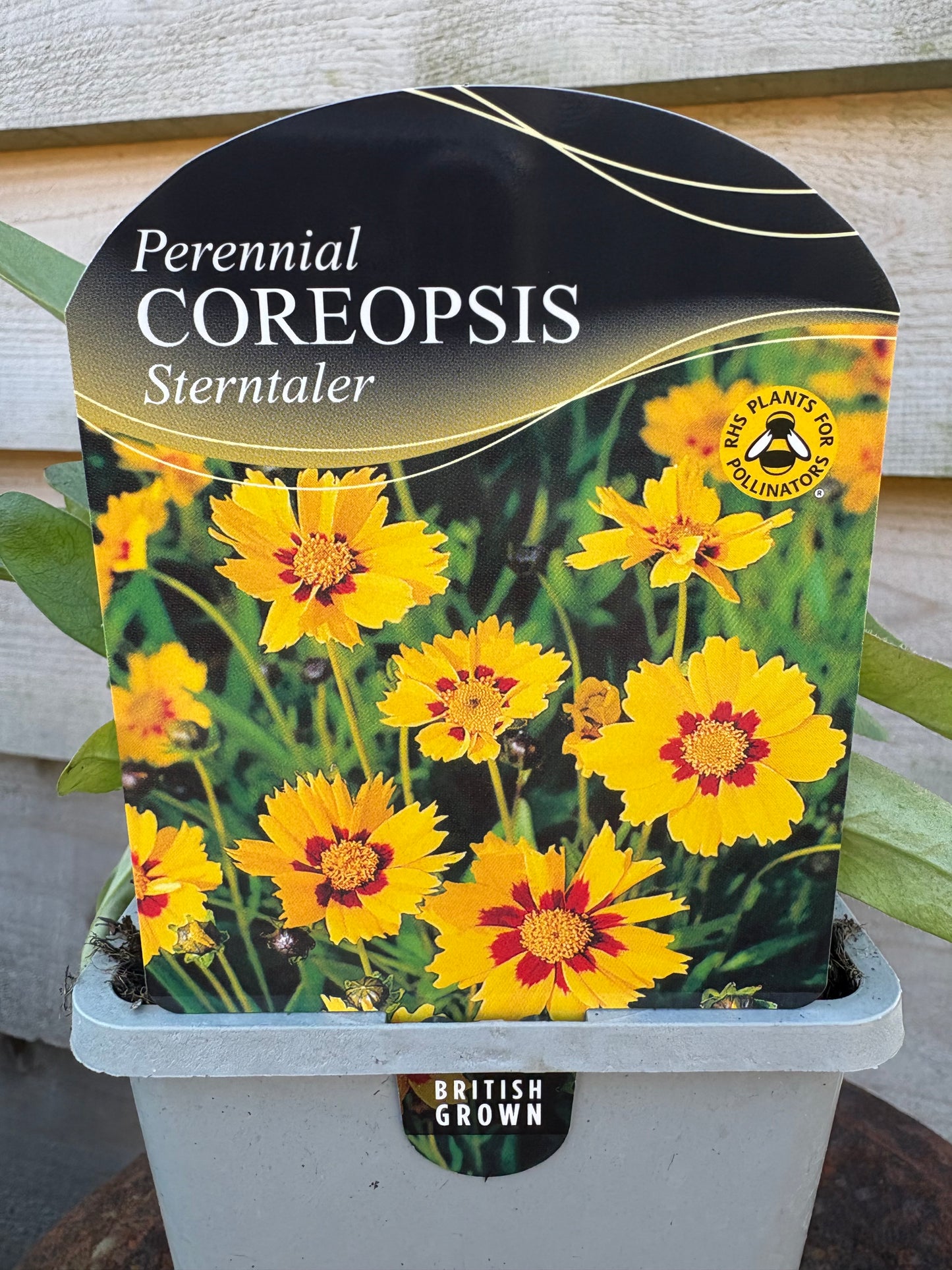 Coreopsis sternhaler perennial plant with yellow and red flowers