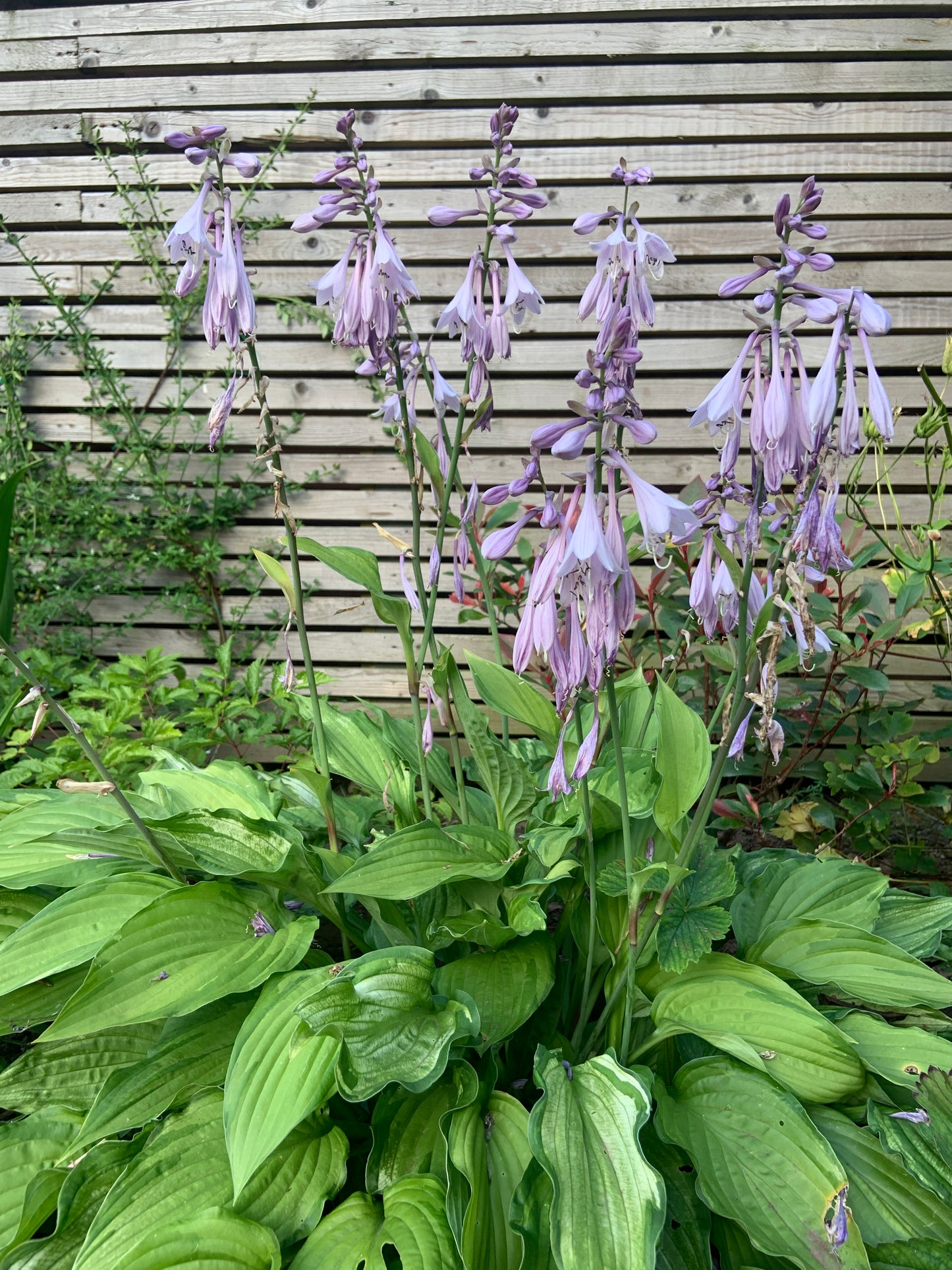 Variegated hosta - perennial plant with purple flowers