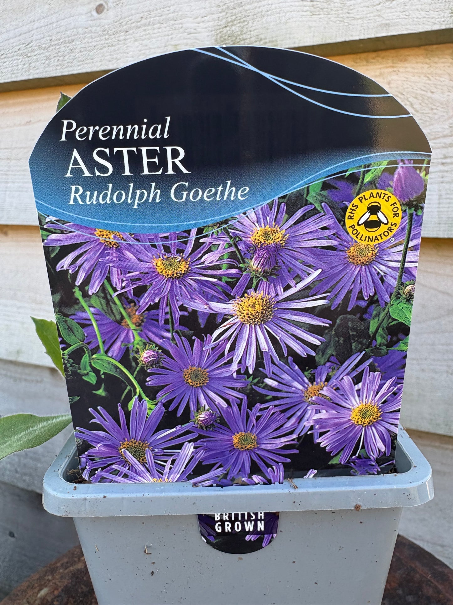 Aster Rudolph Goethe perennial plant with violet / blue flowers