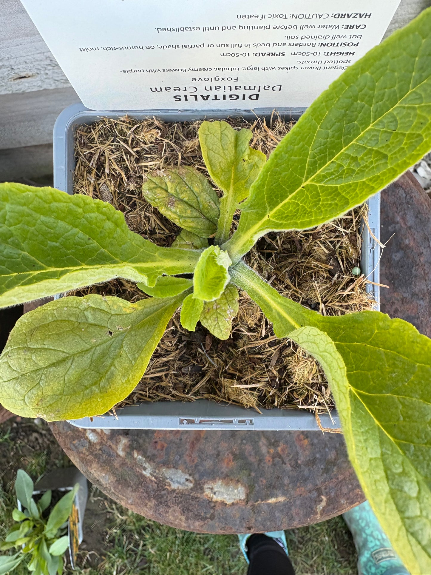 Digitalis Dalmatian cream (foxglove) white with purple spots flowering perennial plant