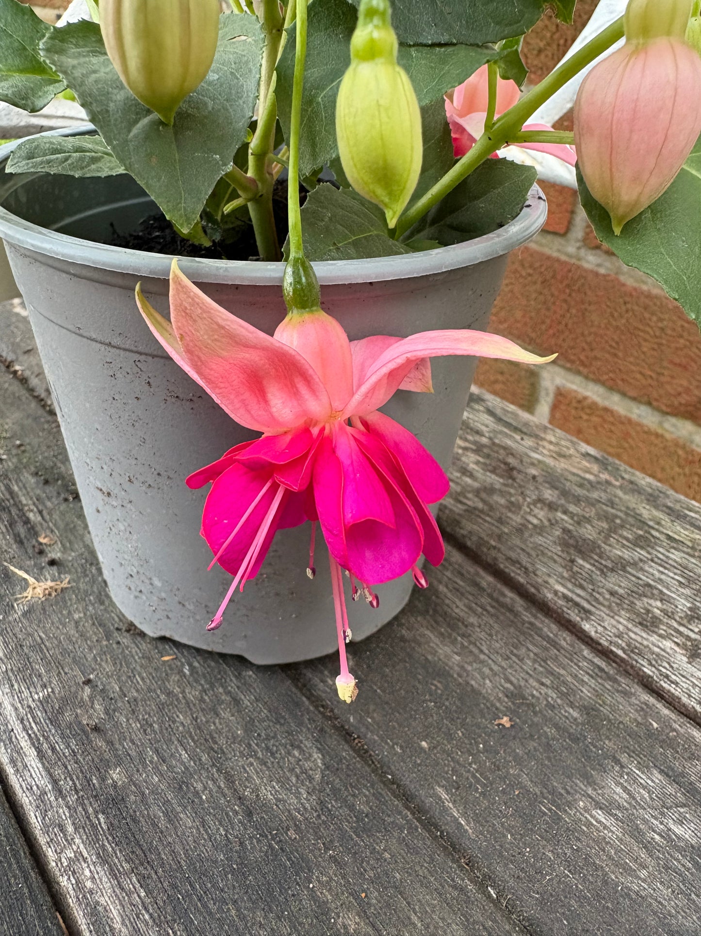 Fuchsia Garden News perennial, green leaves with two tone pink flowers