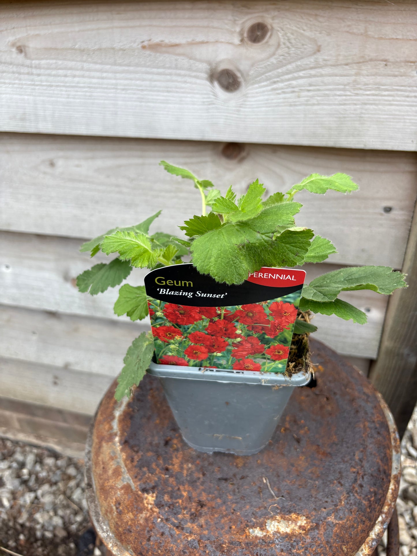 Geum blazing sunset perennial plant, green leaves with red flowers
