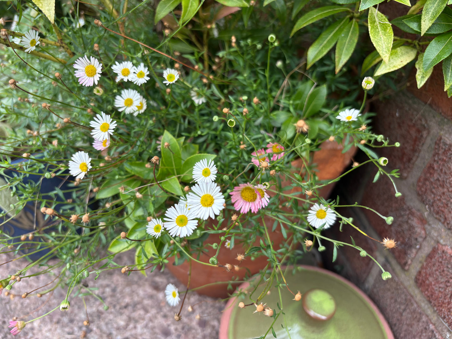 Erigeron Karvinskianus (Mexican Fleabane)