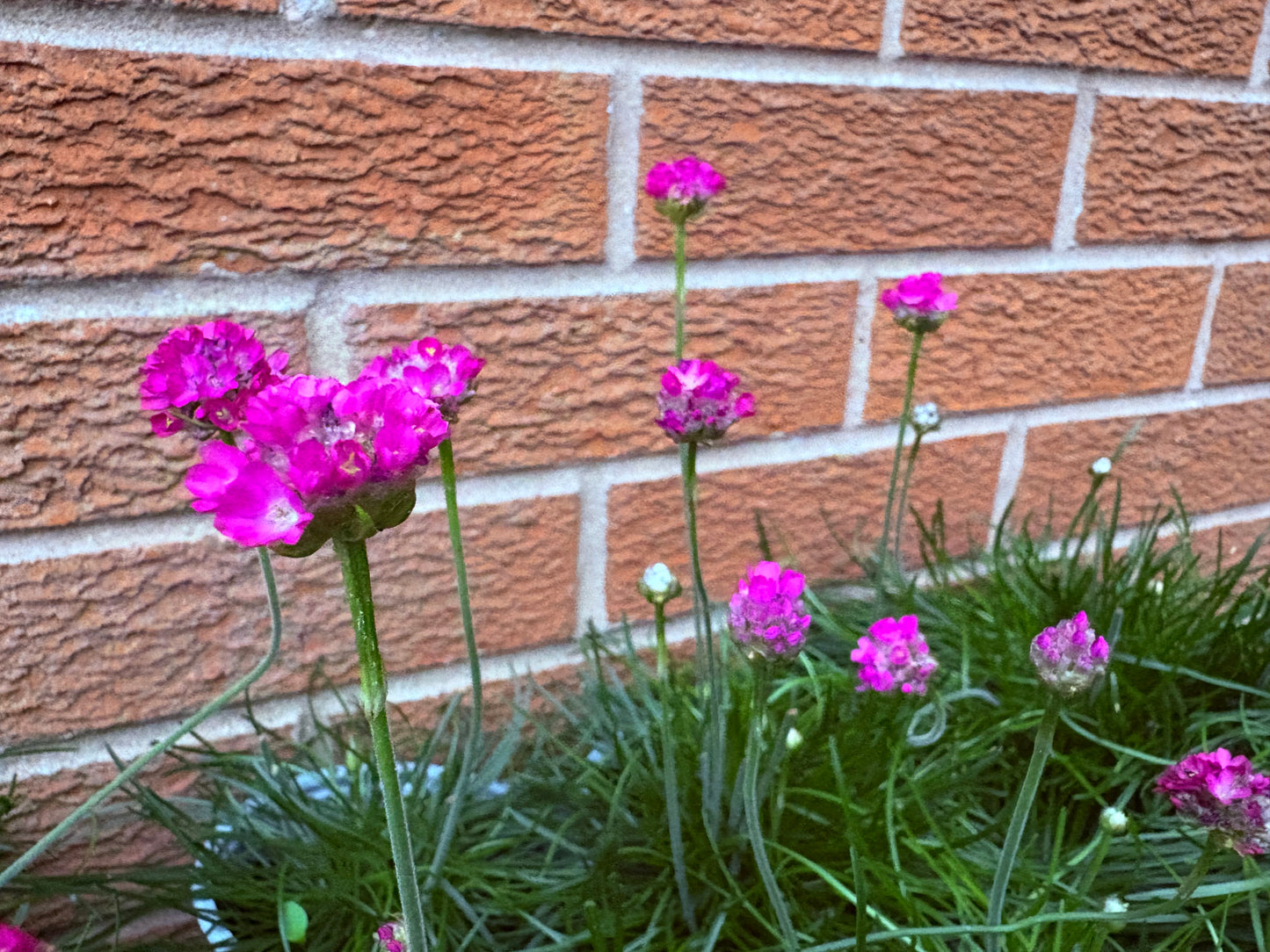 Armeria pink perennial, evergreen green leaves with pink Pom Pom flowers