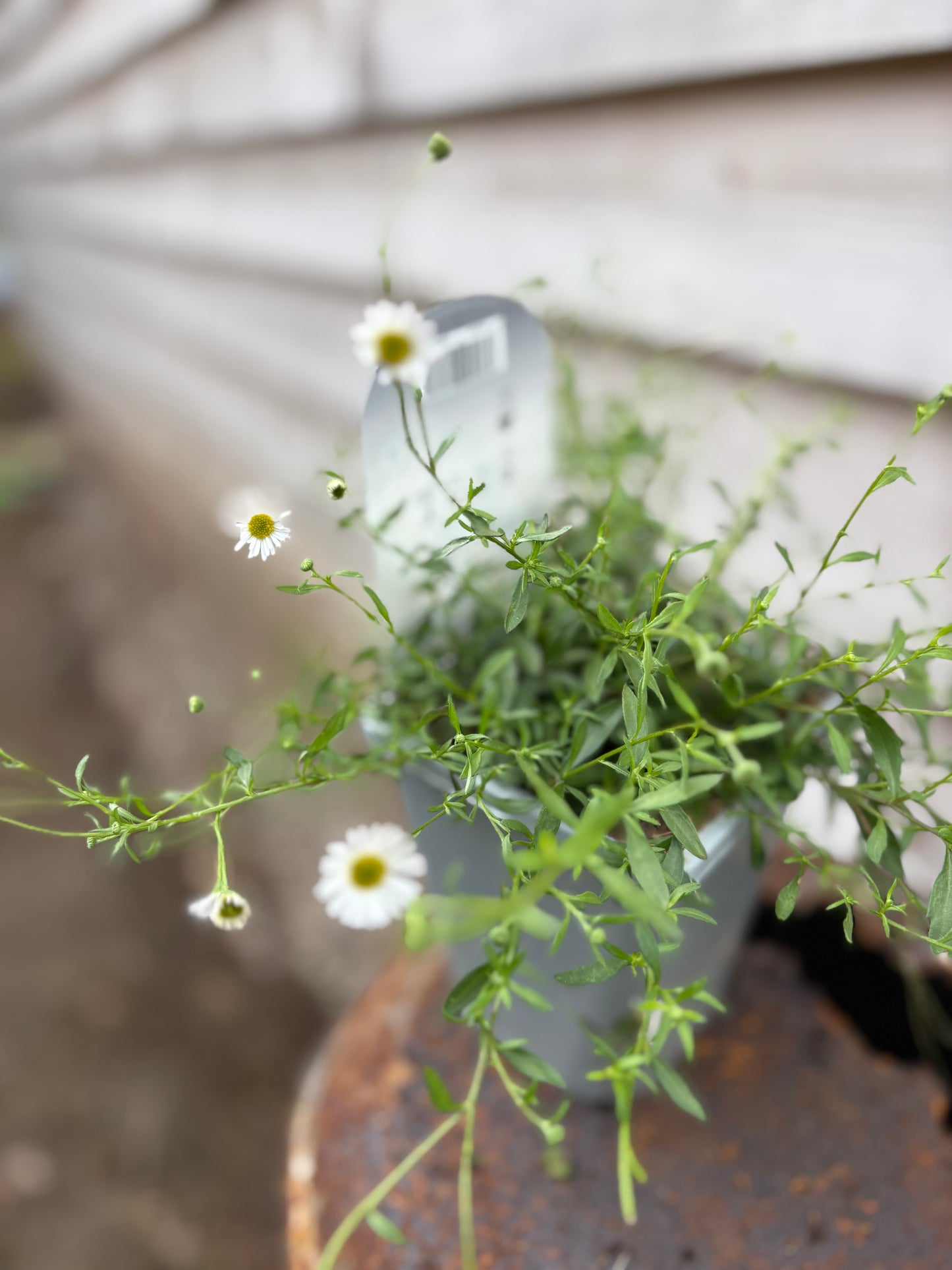Erigeron Karvinskianus (Mexican Fleabane)