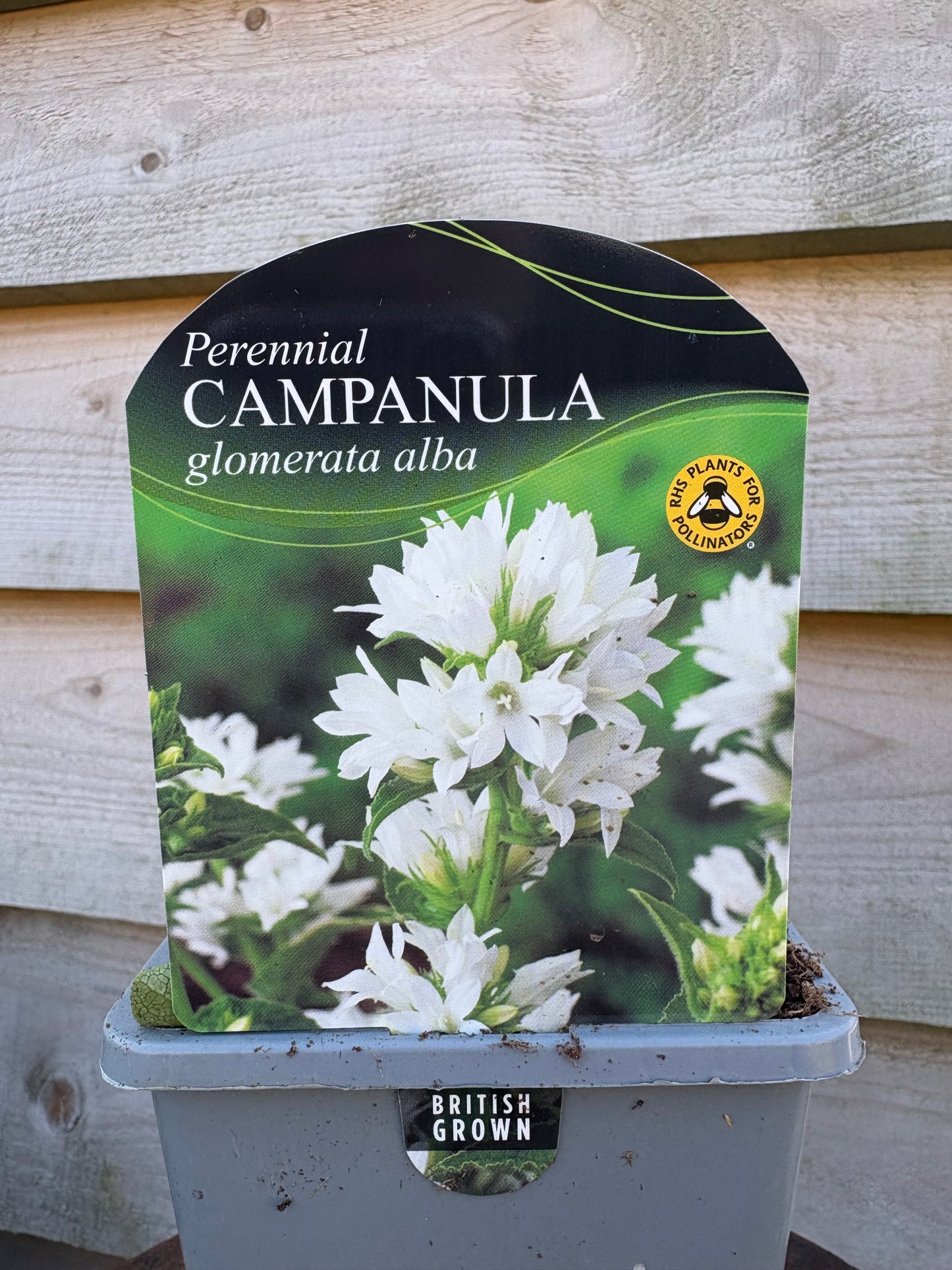 Campanula glomerata alba perennial plant with white flowers