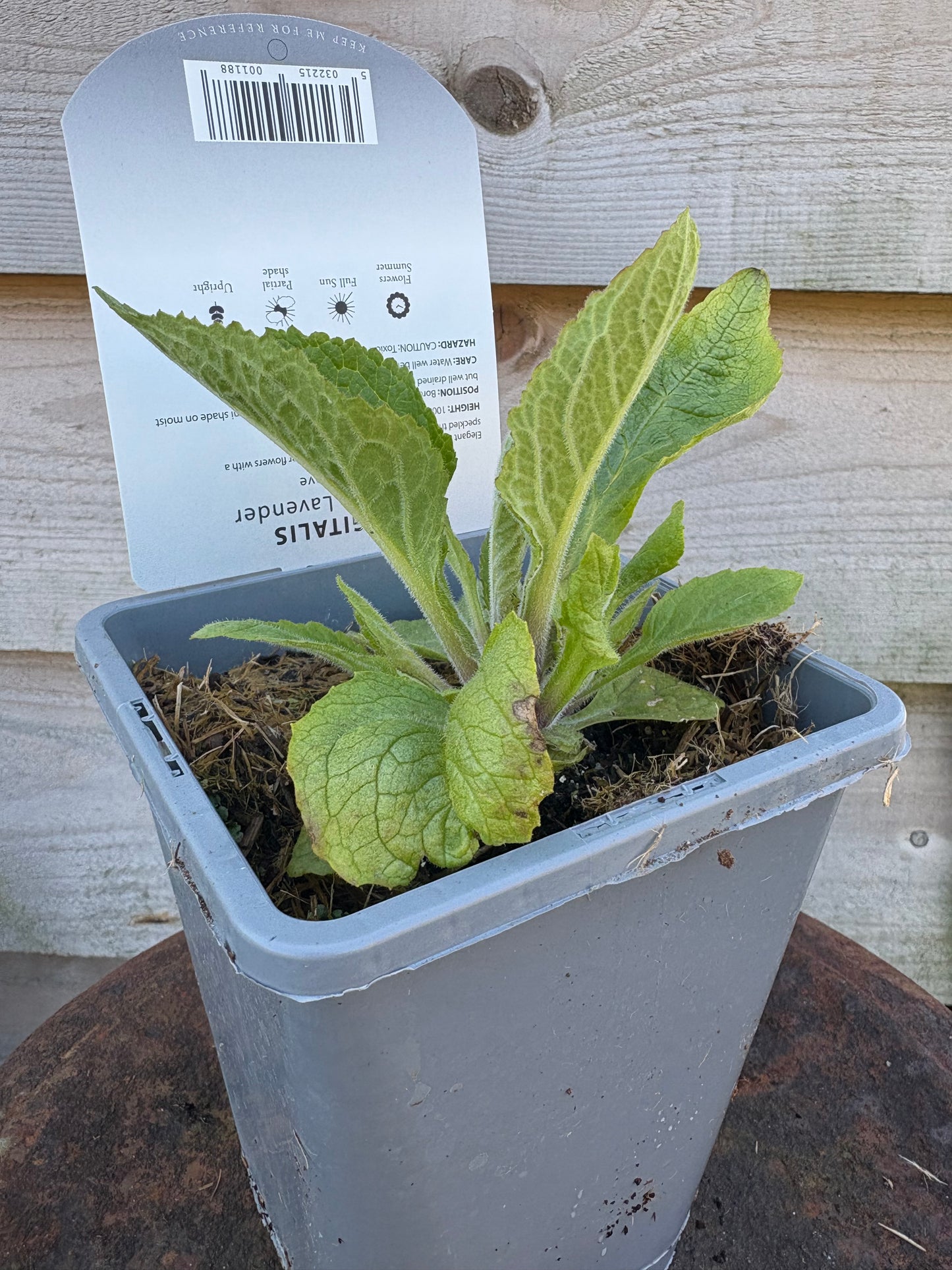 Digitalis Camelot lavender perennial plant
