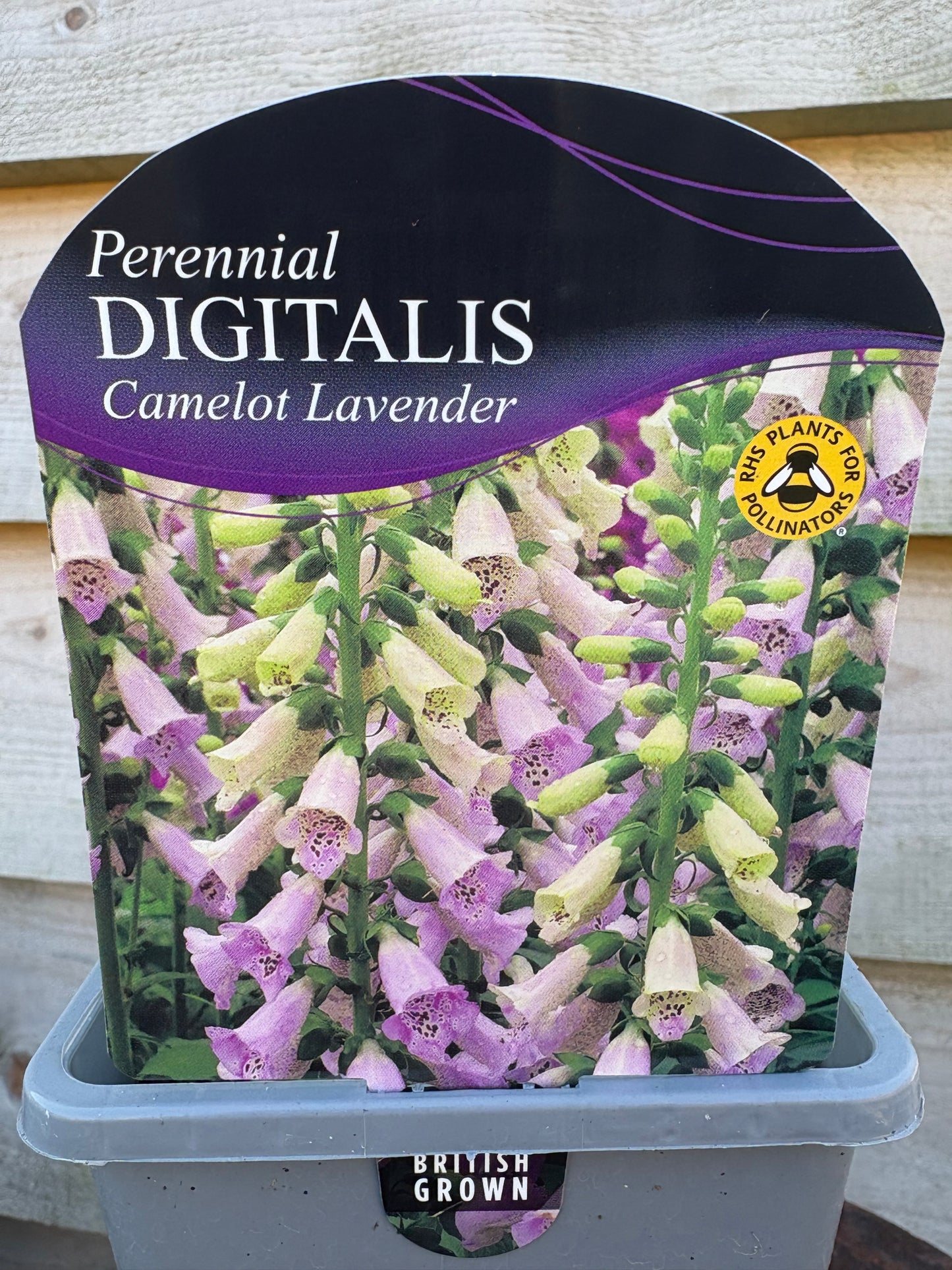 Digitalis Camelot lavender perennial plant