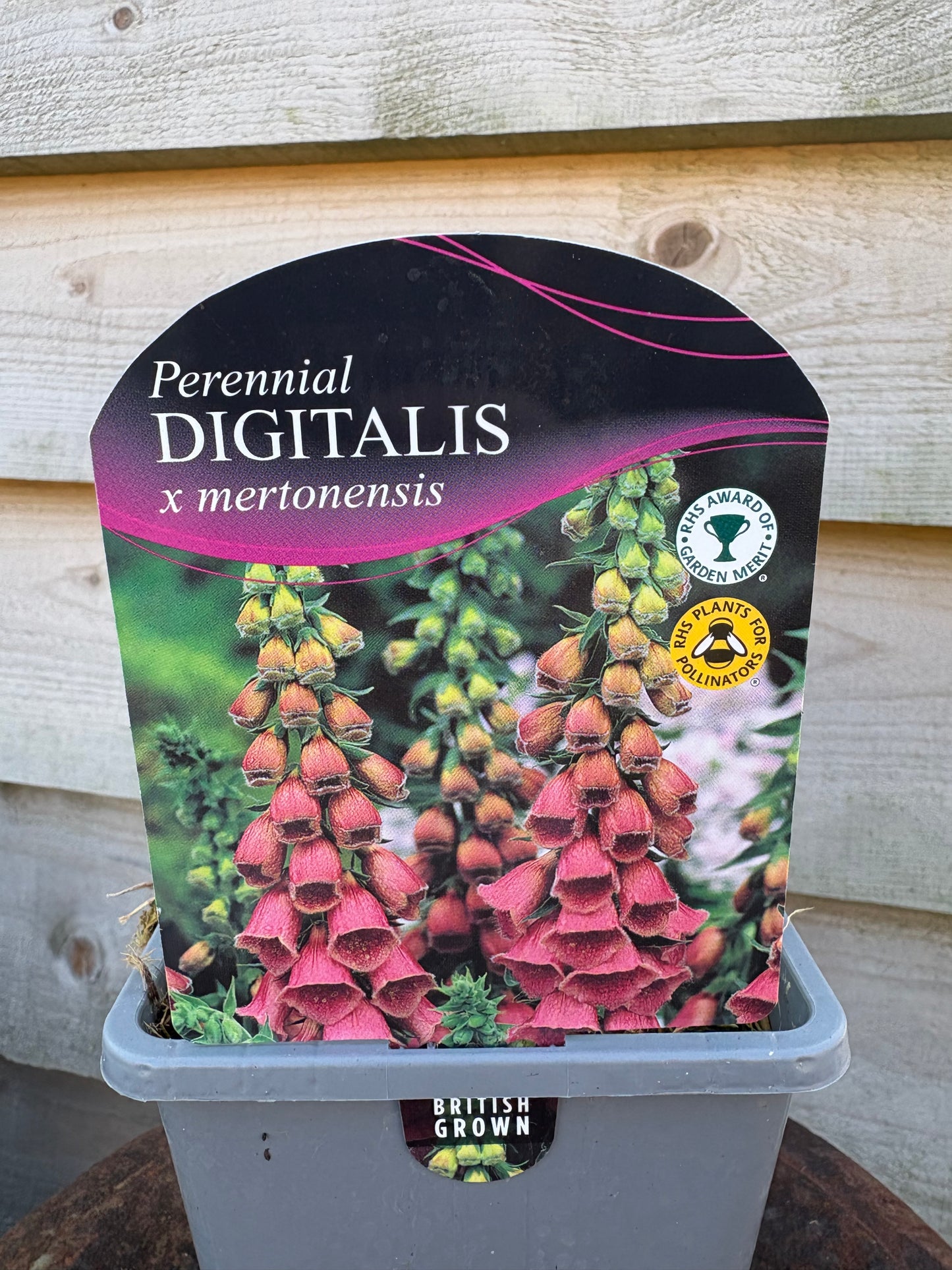 Digitalis x mertonensis perennial plant
