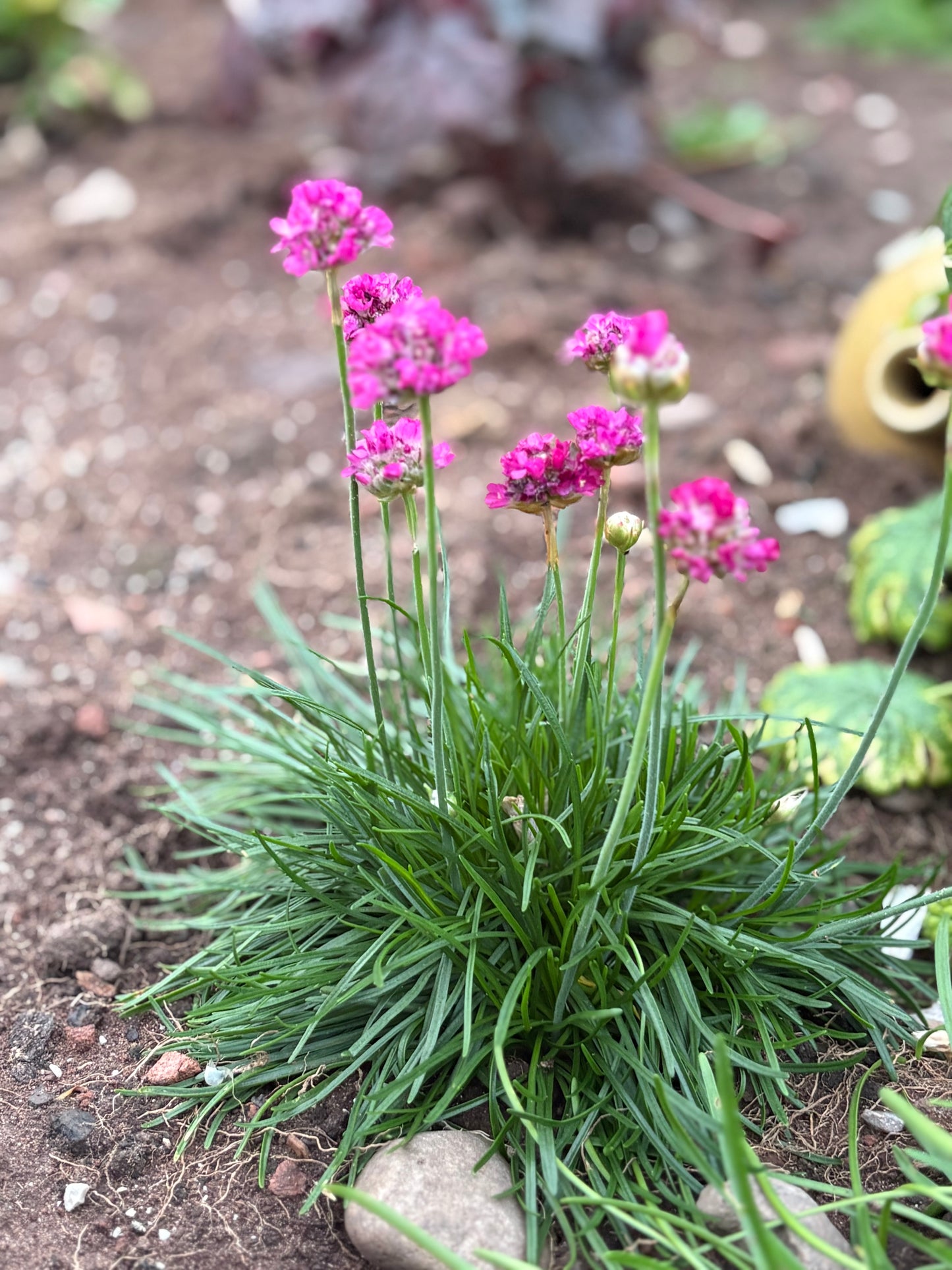 Armeria pink perennial, evergreen green leaves with pink Pom Pom flowers