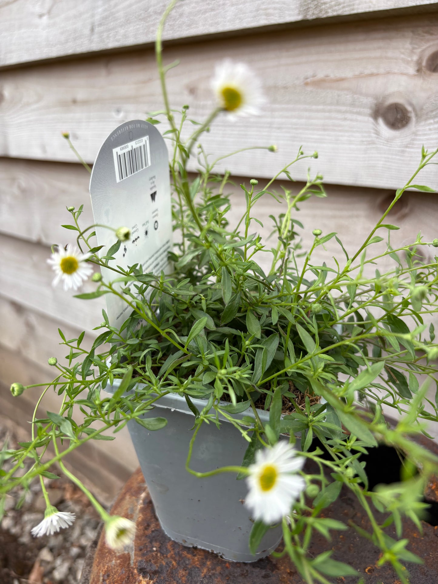 Erigeron Karvinskianus (Mexican Fleabane)