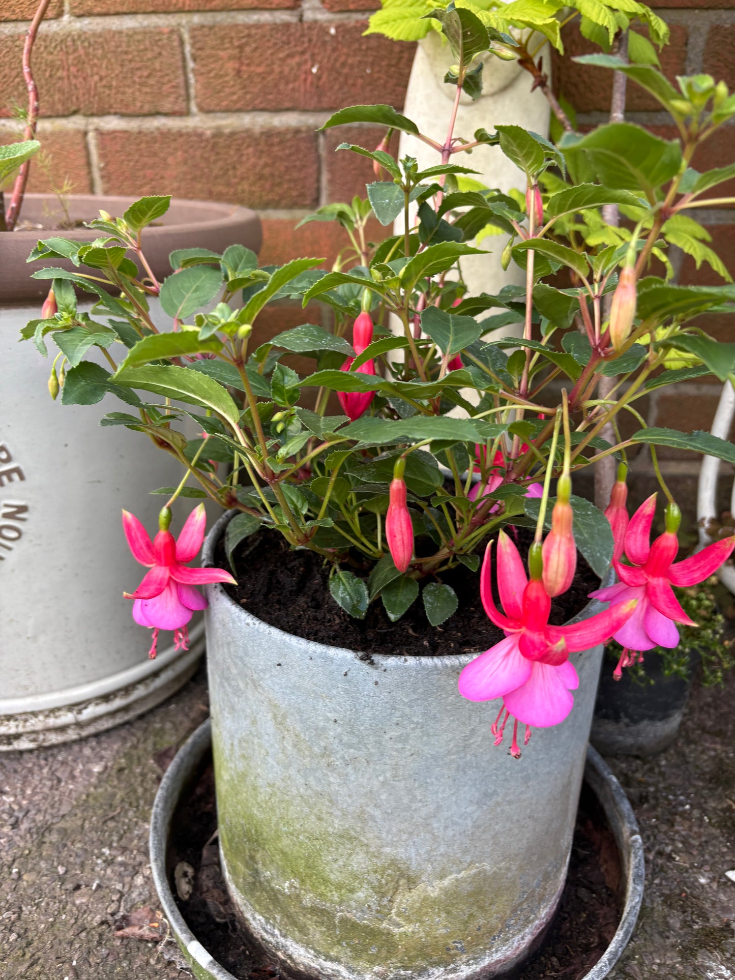Fuchsia beacon perennial, dark green leaves with two tone pink flowers