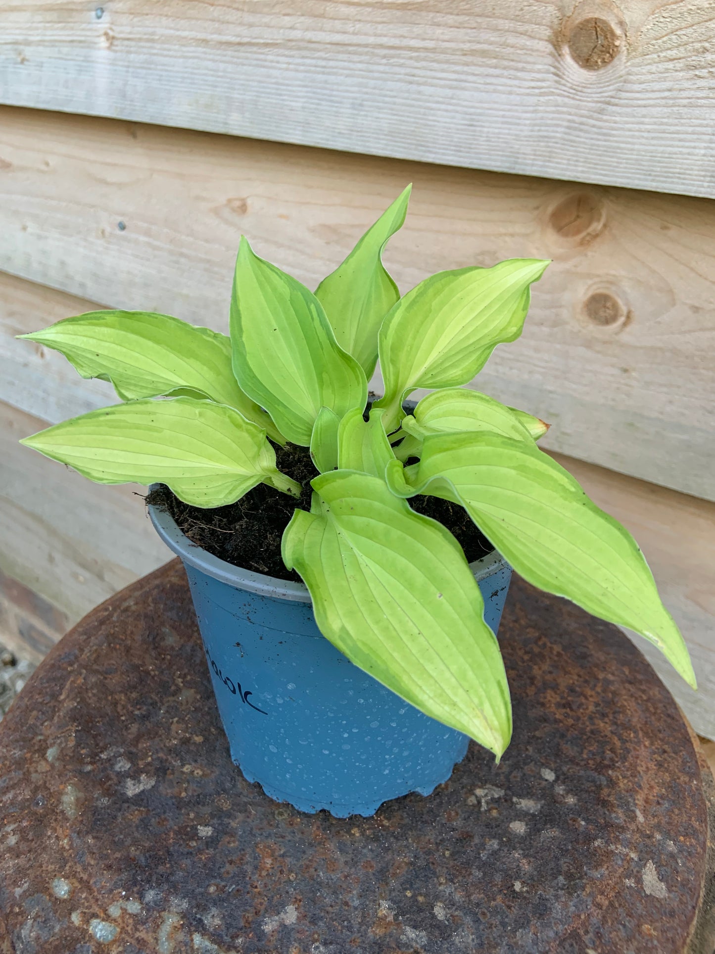 Variegated hosta - perennial plant with purple flowers