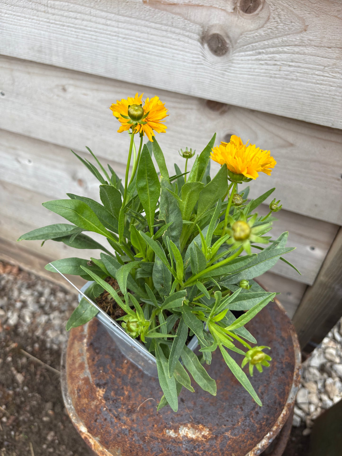 Coreopsis Early Sunrise