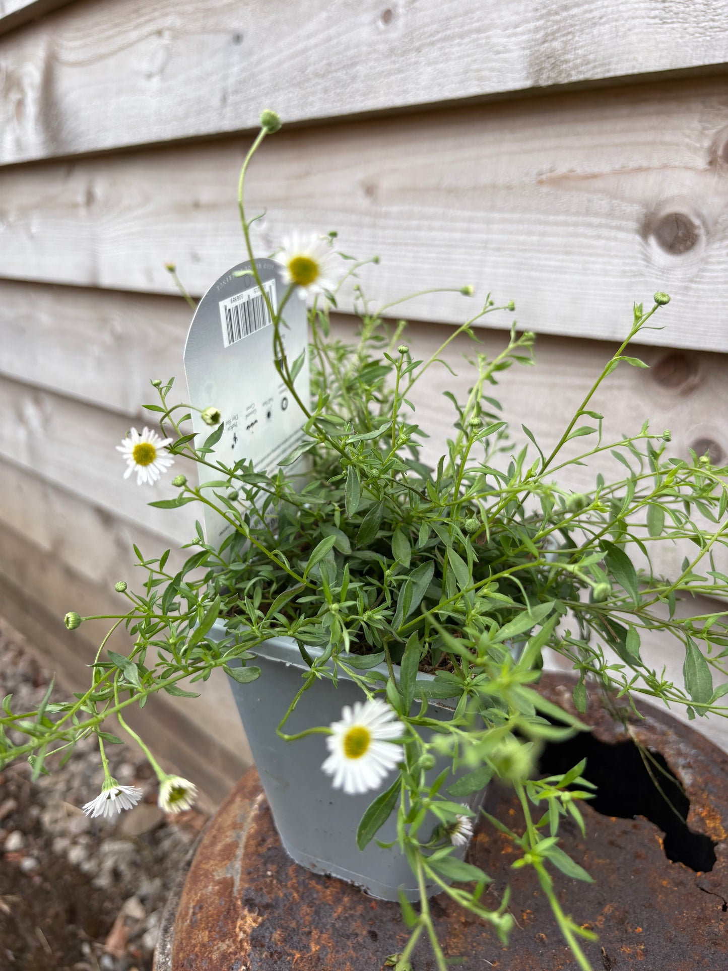 Erigeron Karvinskianus (Mexican Fleabane)
