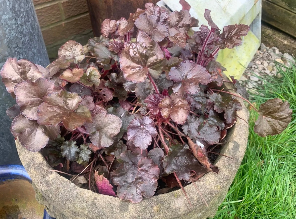 Heuchera palace purple evergreen perennial plant with flowers