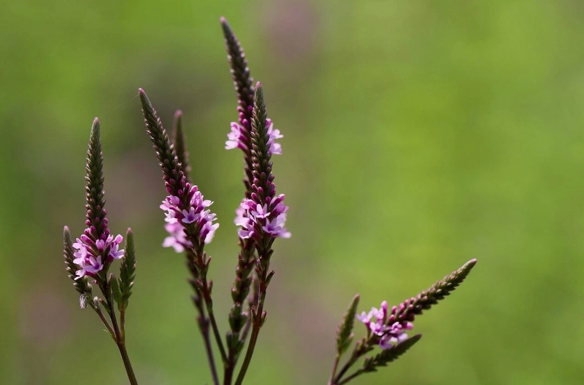 Verbena hastata pink spires with pink flowers