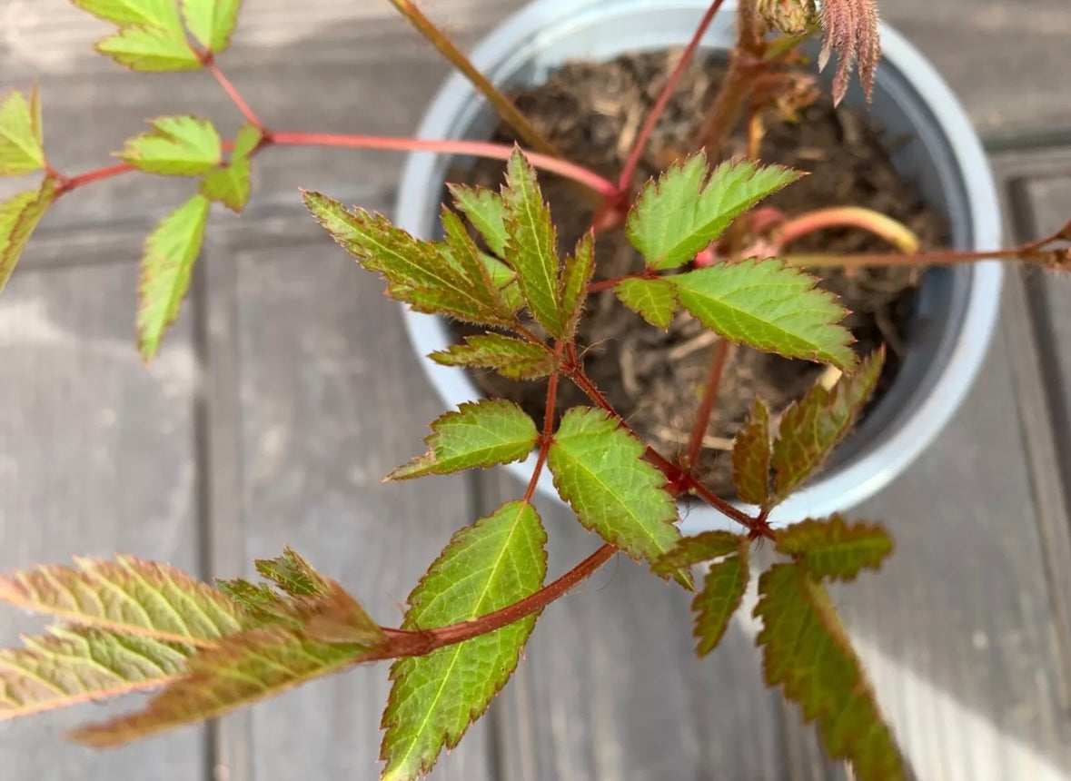 Astilbe white - perennial plant with white flowers