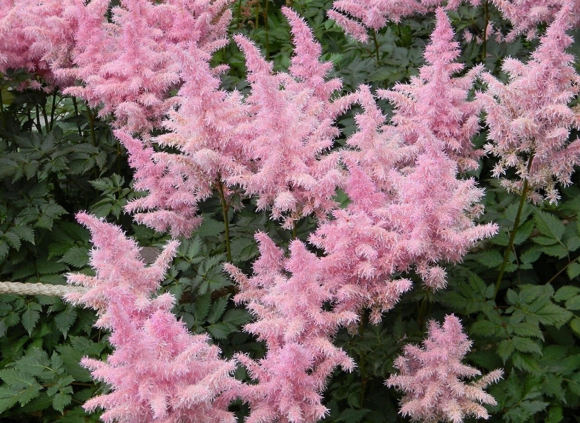 Astilbe pink perennial plant with pink flowers