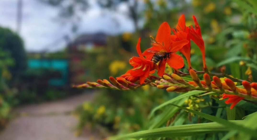 Crocosmia mixed small flowering- perennial plant with red / orange flowers