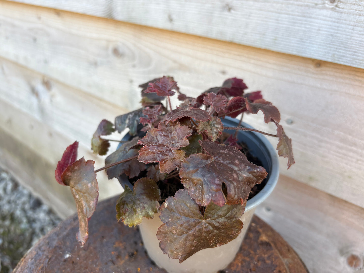 Heuchera palace purple evergreen perennial plant with flowers