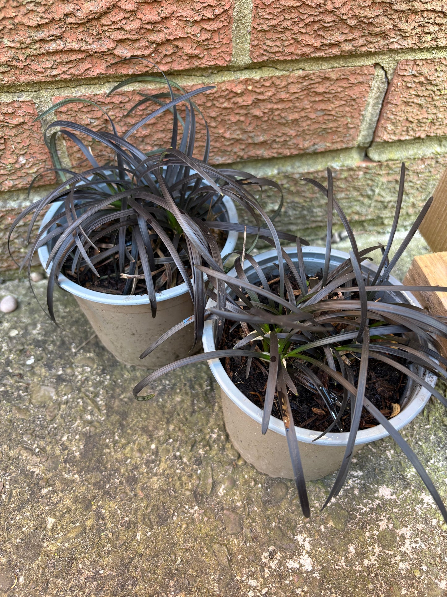 Black mondo grass - black perennial plant