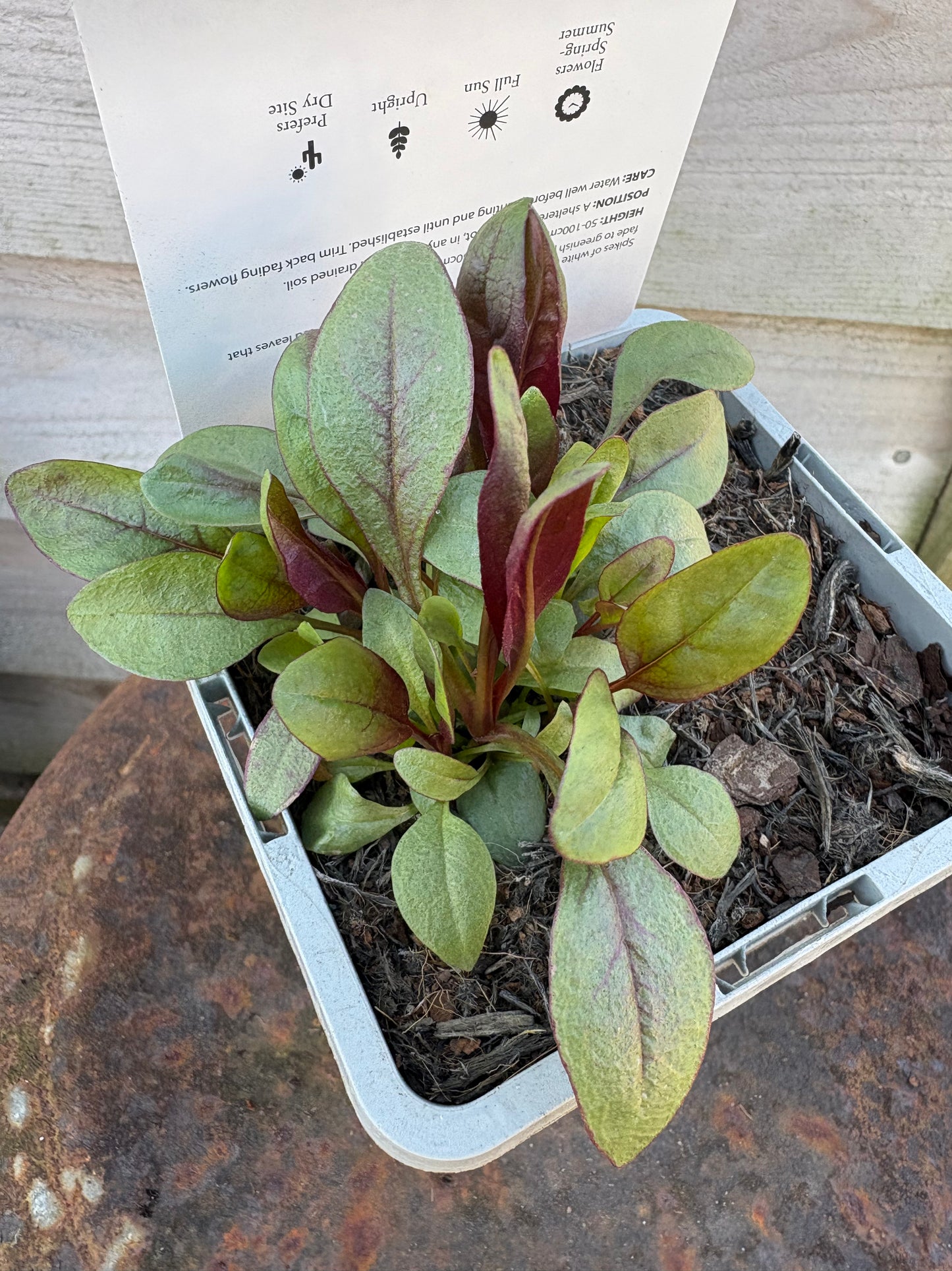 Penstemon husker red perennial plant with white / pink flowers