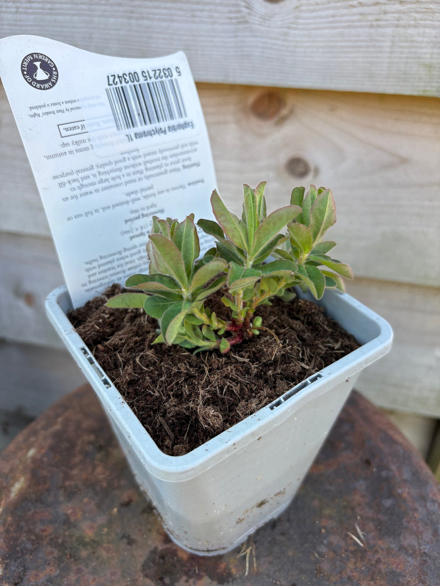 Euphorbia polychroma perennial plant with yellow flowers
