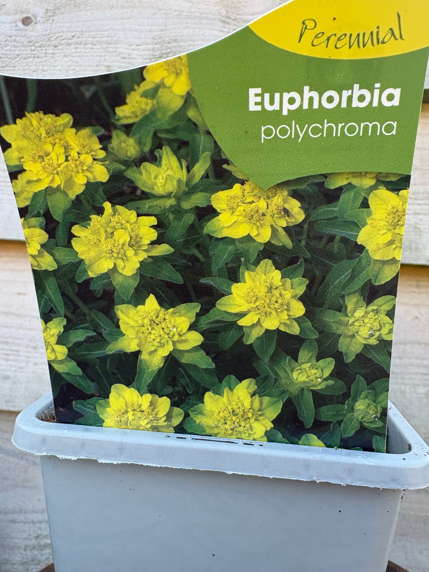 Euphorbia polychroma perennial plant with yellow flowers