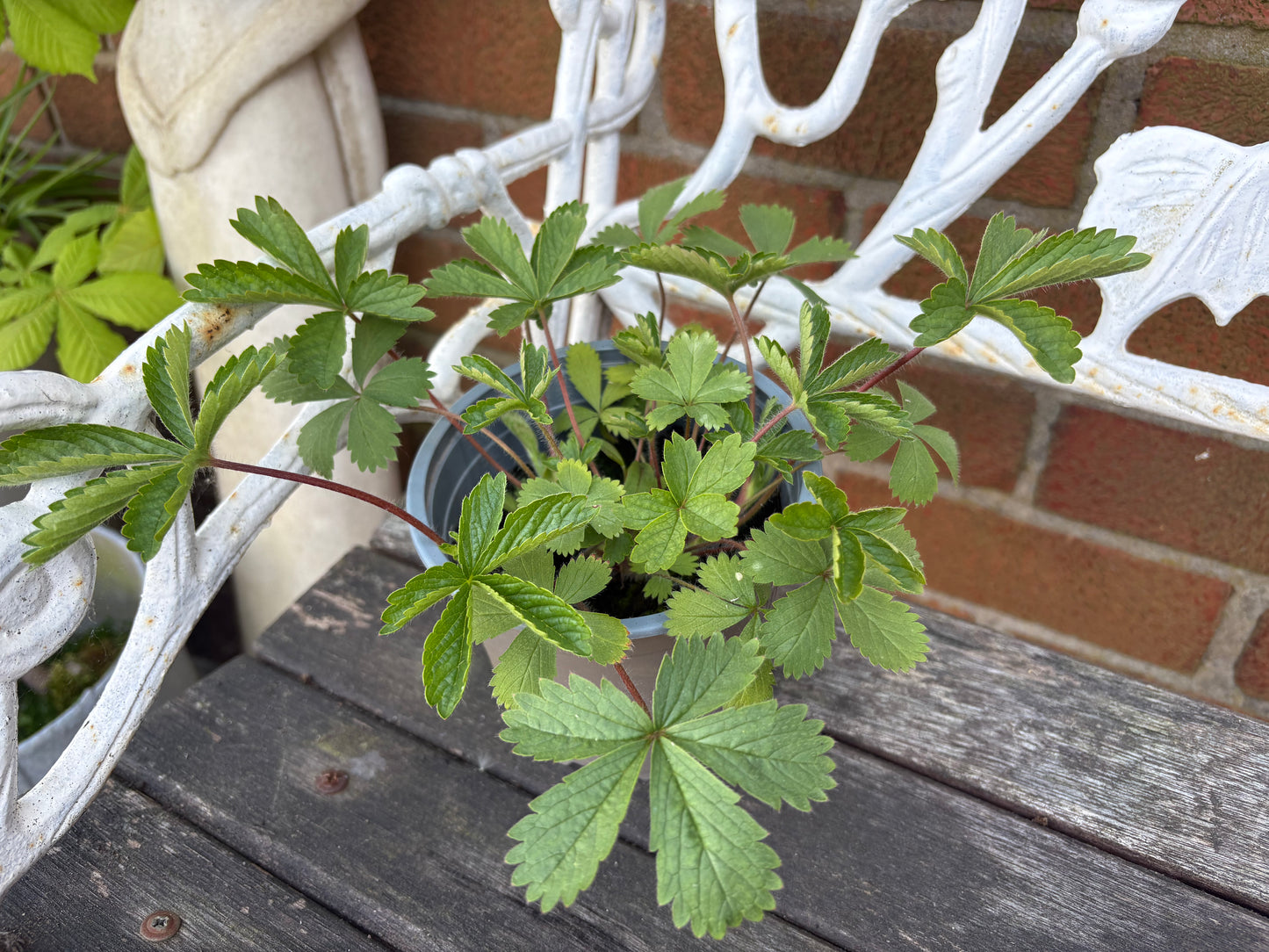 Potentilla Miss Willmott