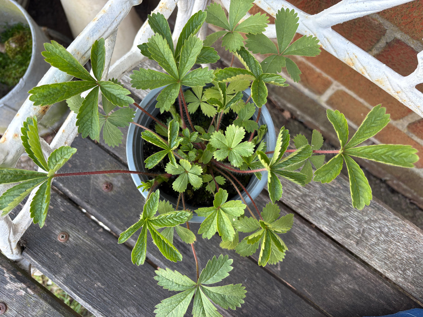 Potentilla Miss Willmott