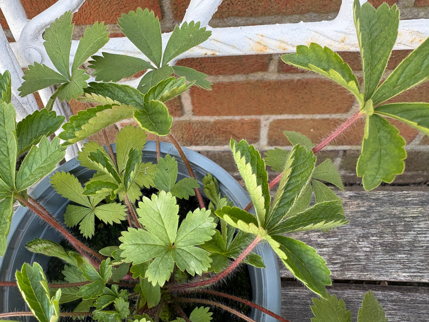 Potentilla Miss Willmott
