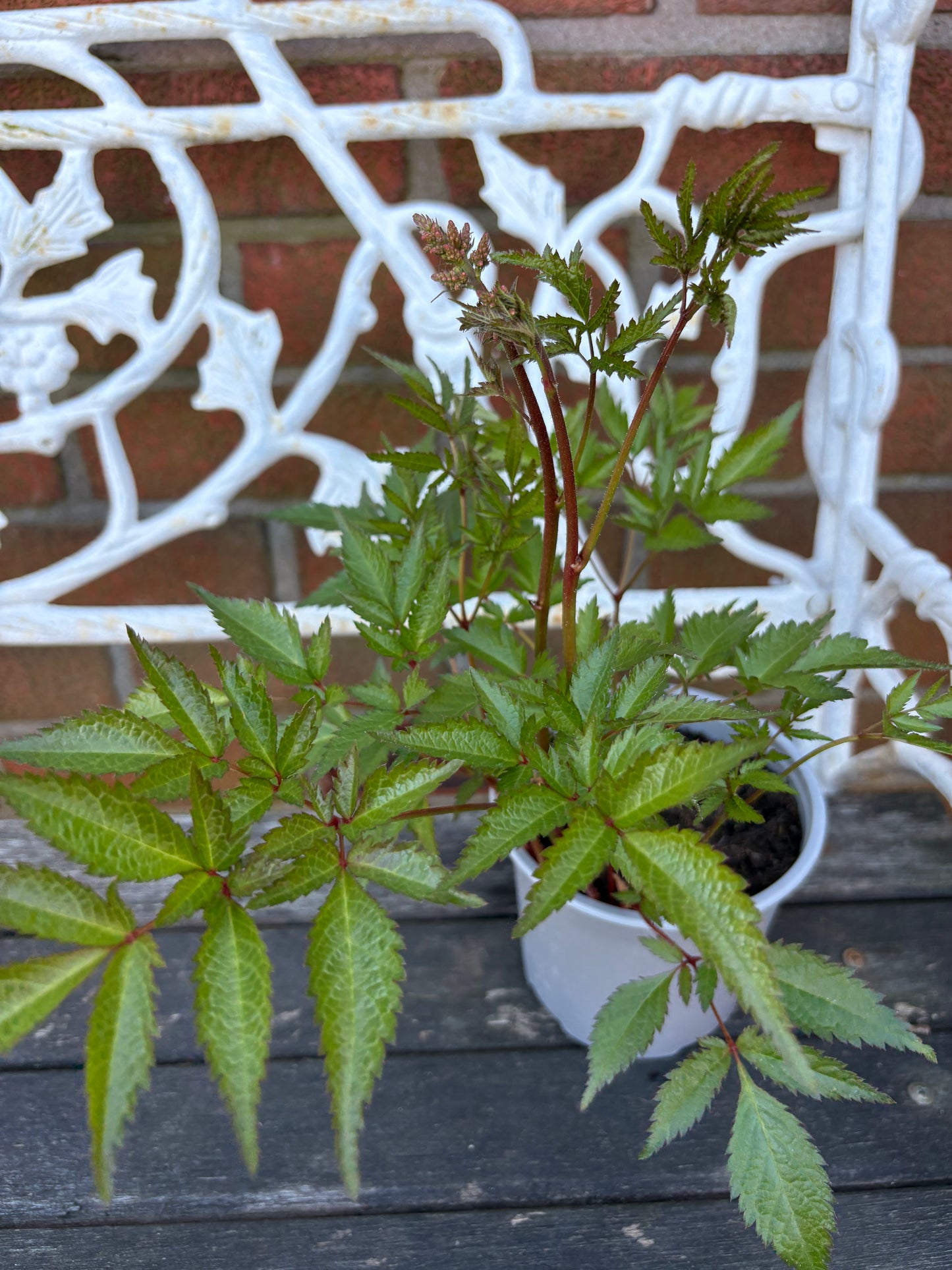 Astilbe pink perennial plant with pink flowers