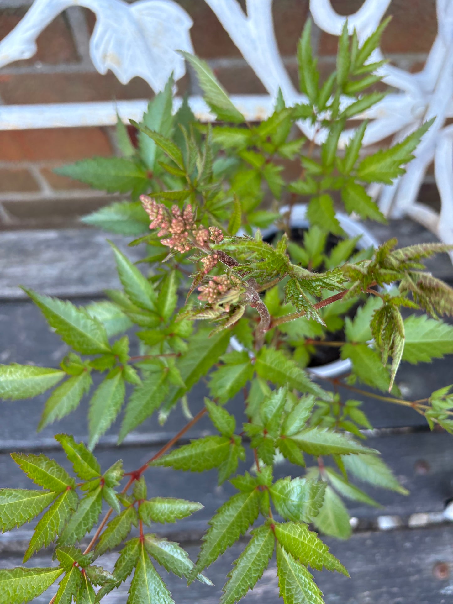 Astilbe pink perennial plant with pink flowers