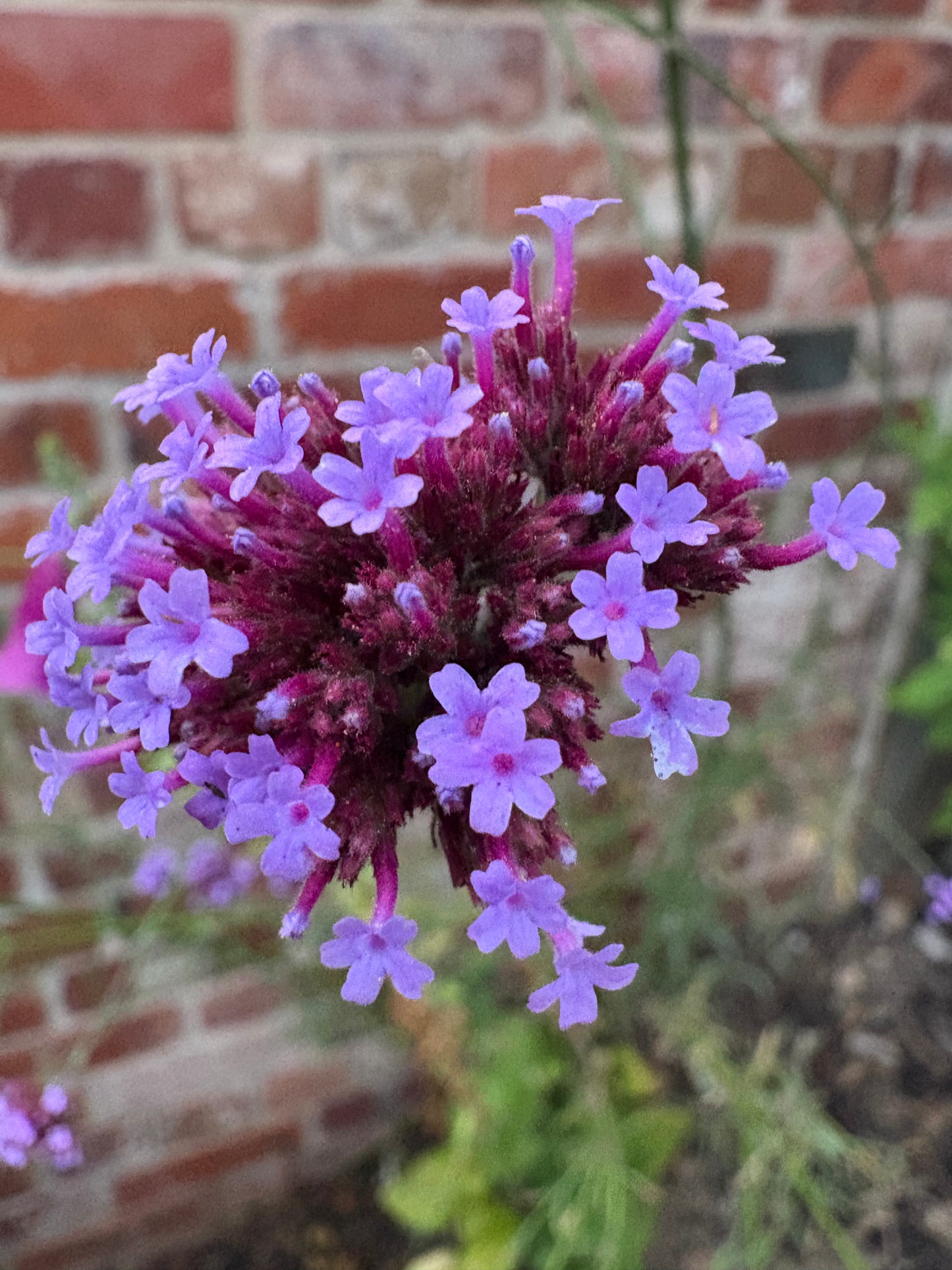 Verbena Bonerariensis tall perennial plant with purple flowers