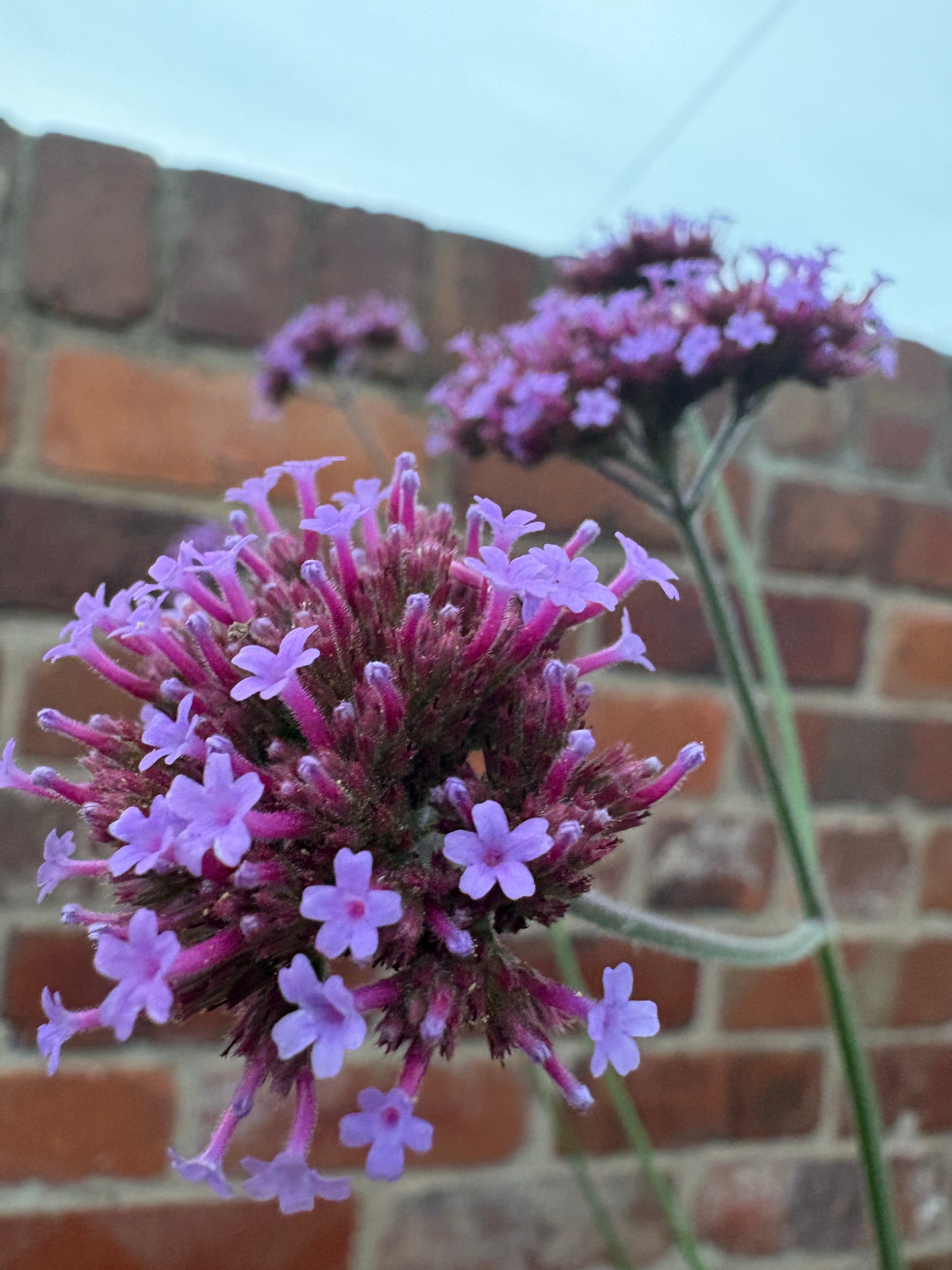 Verbena Bonerariensis tall perennial plant with purple flowers