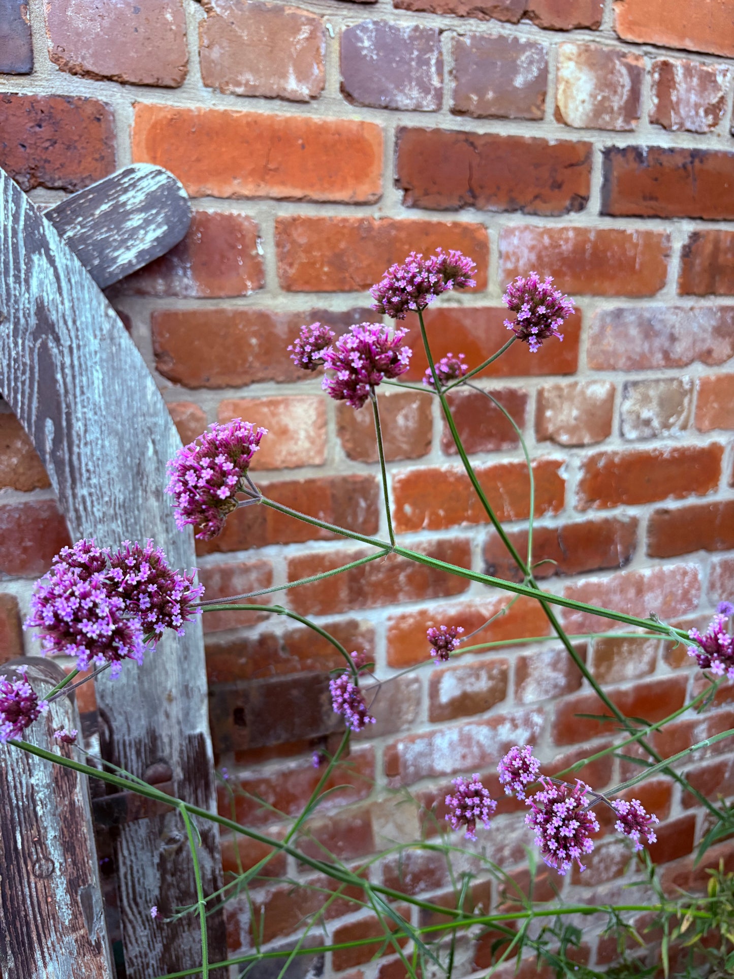 Verbena Bonerariensis tall perennial plant with purple flowers