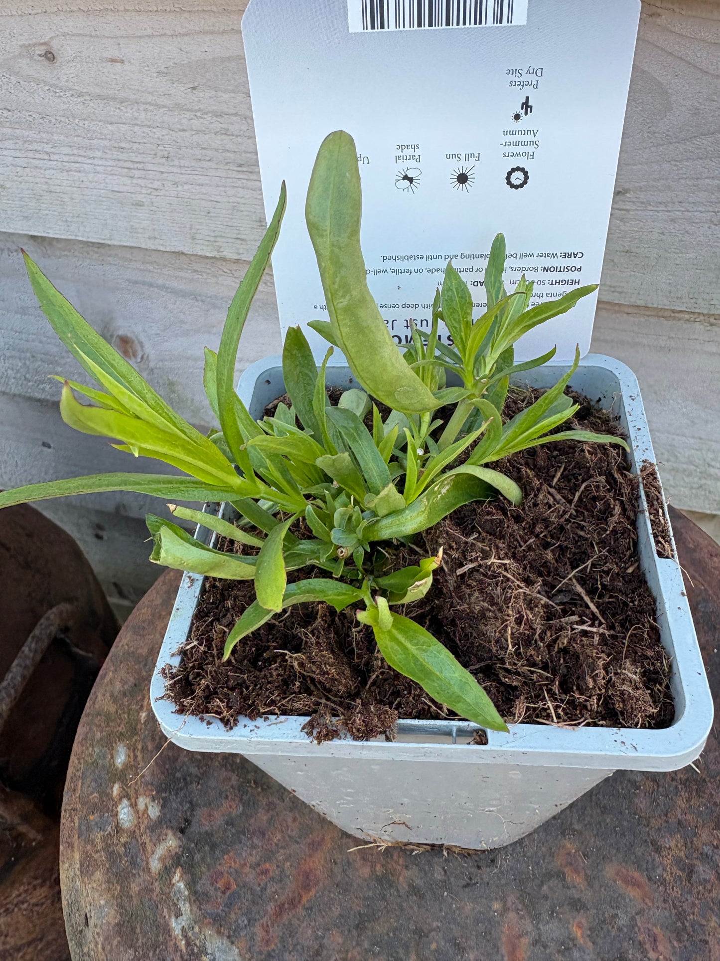 Penstemon just Jayne - perennial plant with pink flowers